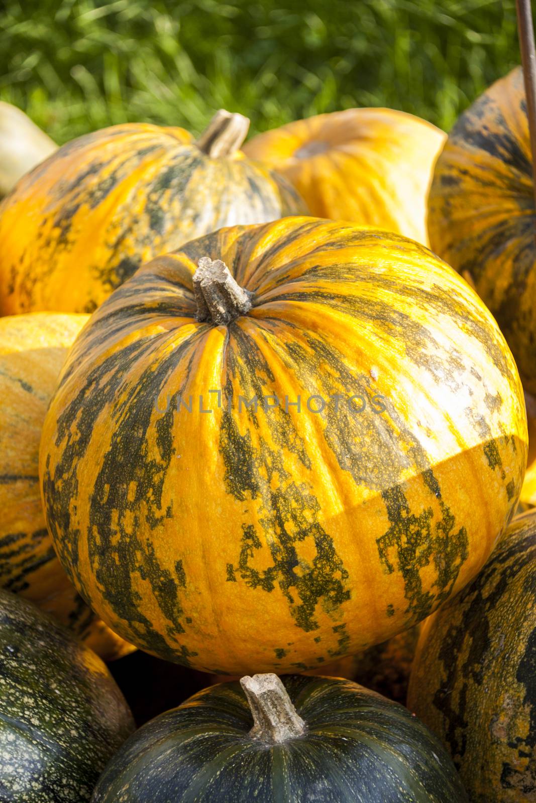 Oil Lady Godiva cucurbita pumpkin pumpkins from autumn harvest  by juniart