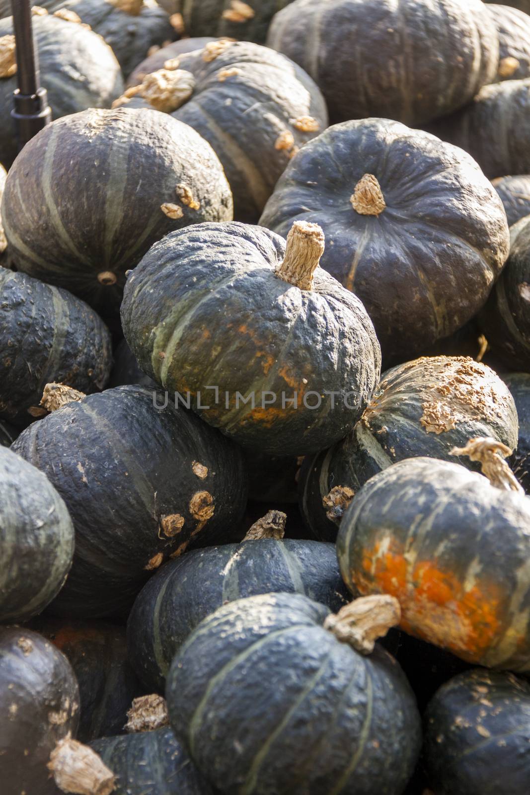 Green Gr��ner Hokkaido cucurbita pumpkin pumpkins from autumn harvest on a market