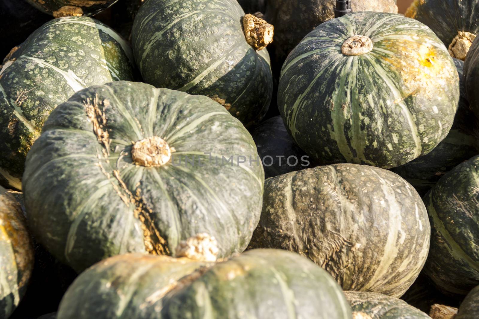 Green Gr��ner Hokkaido cucurbita pumpkin pumpkins from autumn harvest on a market