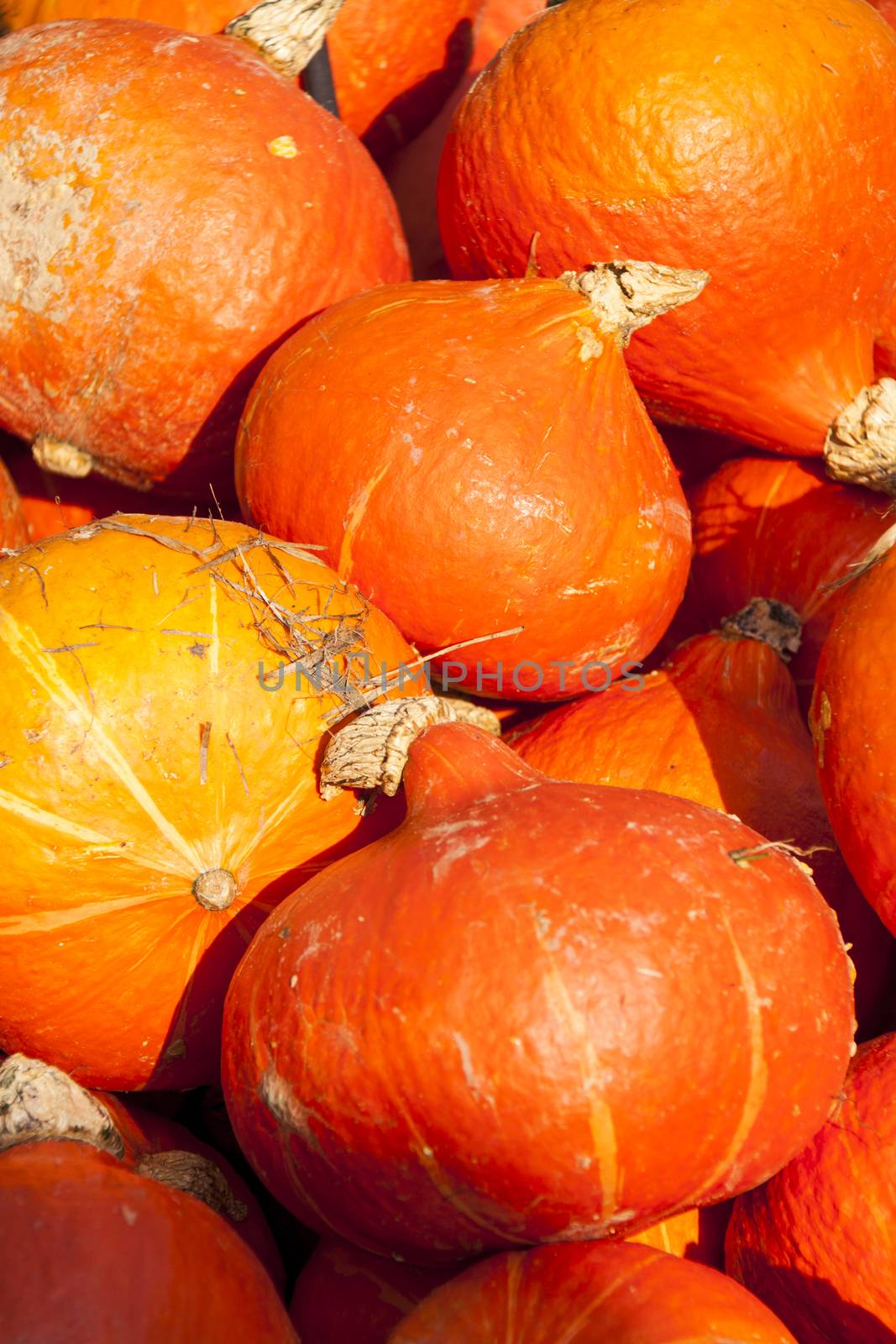 red roter Hokkaido cucurbita pumpkin pumpkins from autumn harvest on a market