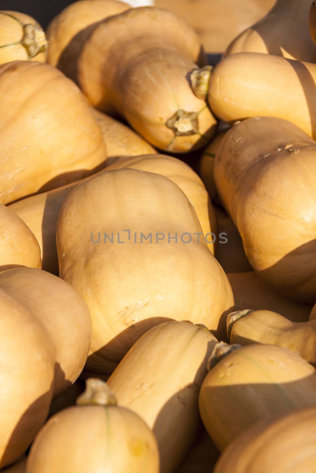 Butternut Butternuss cucurbita pumpkin pumpkins from autumn harv by juniart