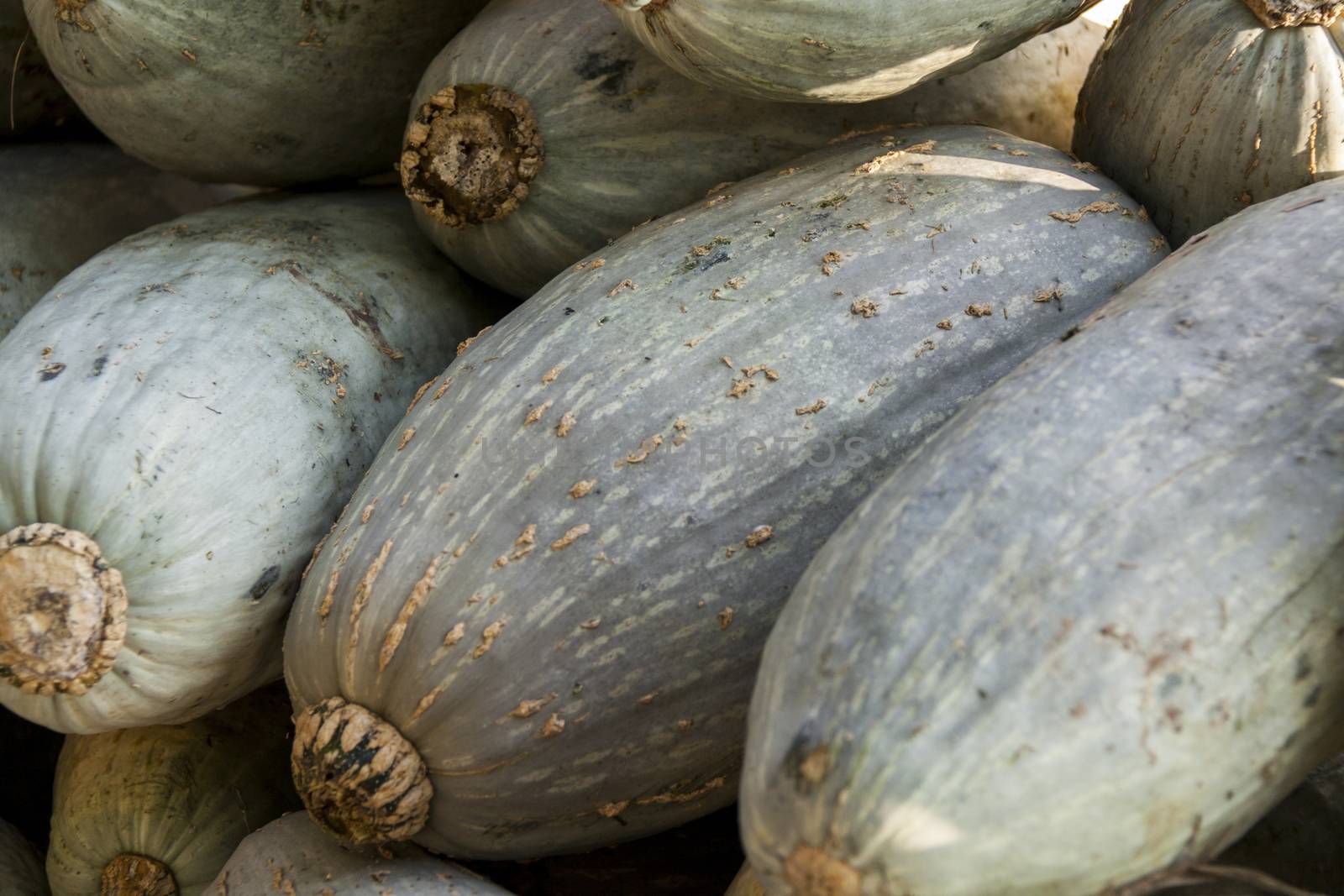 Blue banana grey banana cucurbita pumpkin pumpkins from autumn harvest on a market