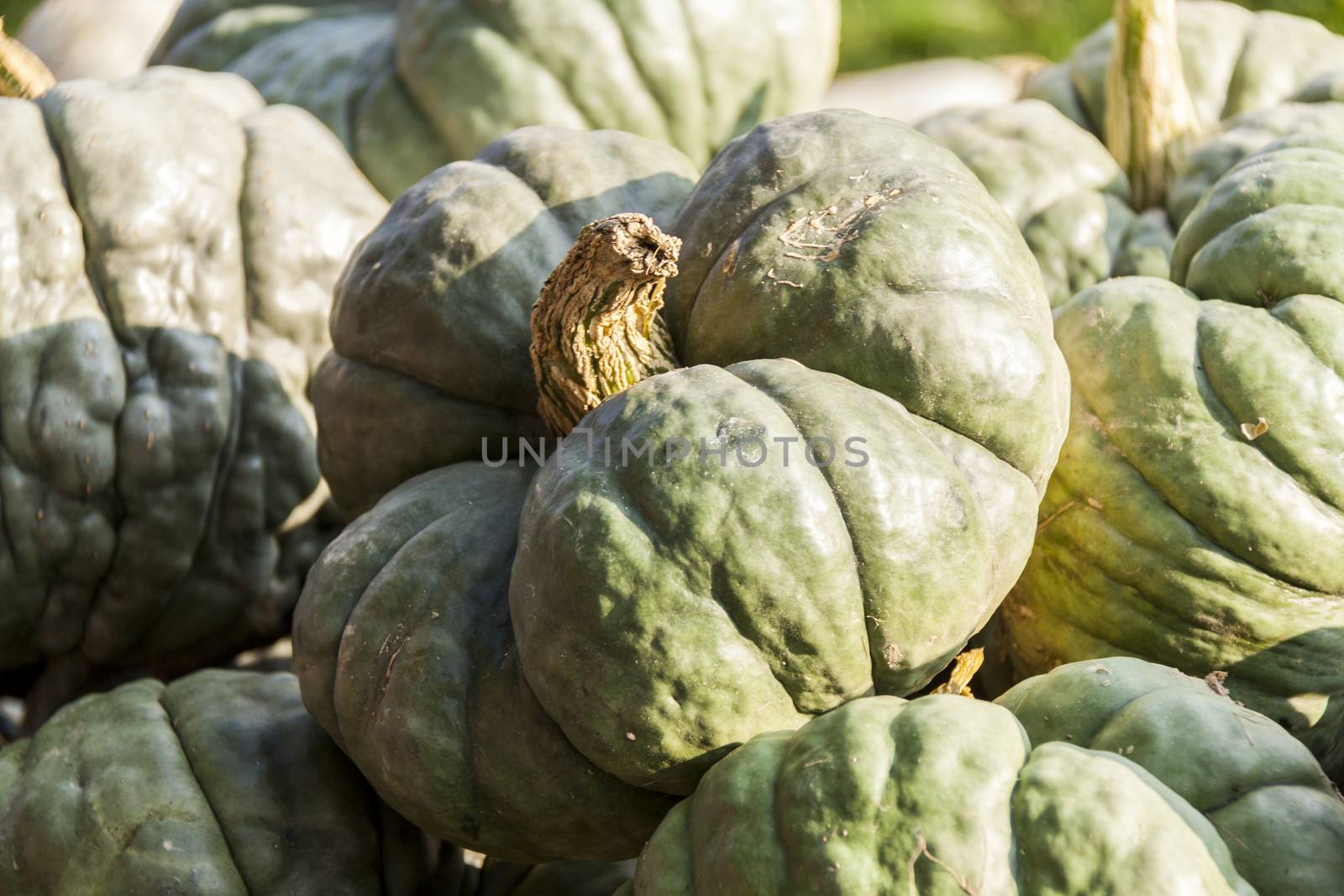 Triamble Tristar cucurbita pumpkin pumpkins from autumn harvest on a market