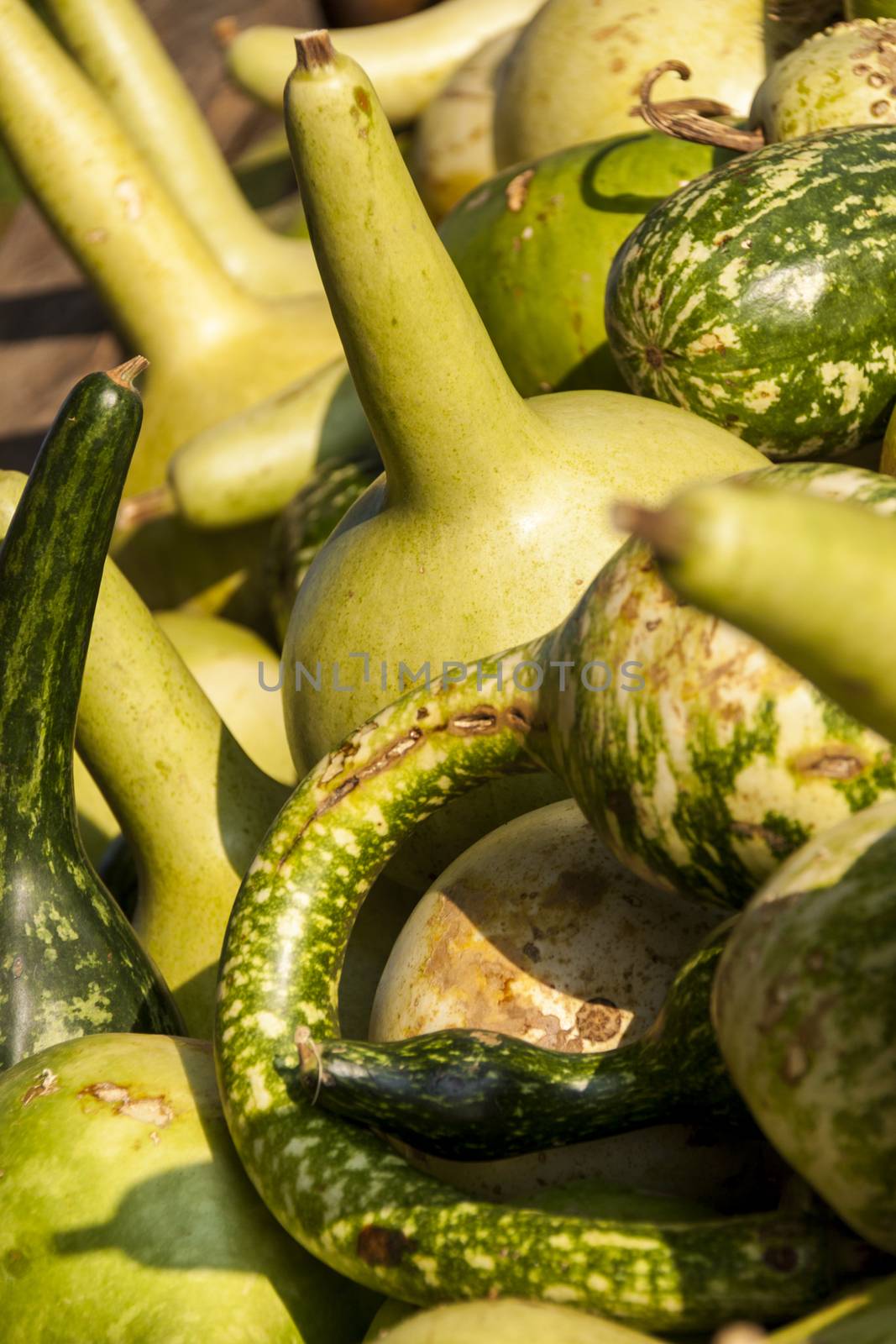 Kalebassenk��rbirs cucurbita pumpkin pumpkins from autumn harvest on a market