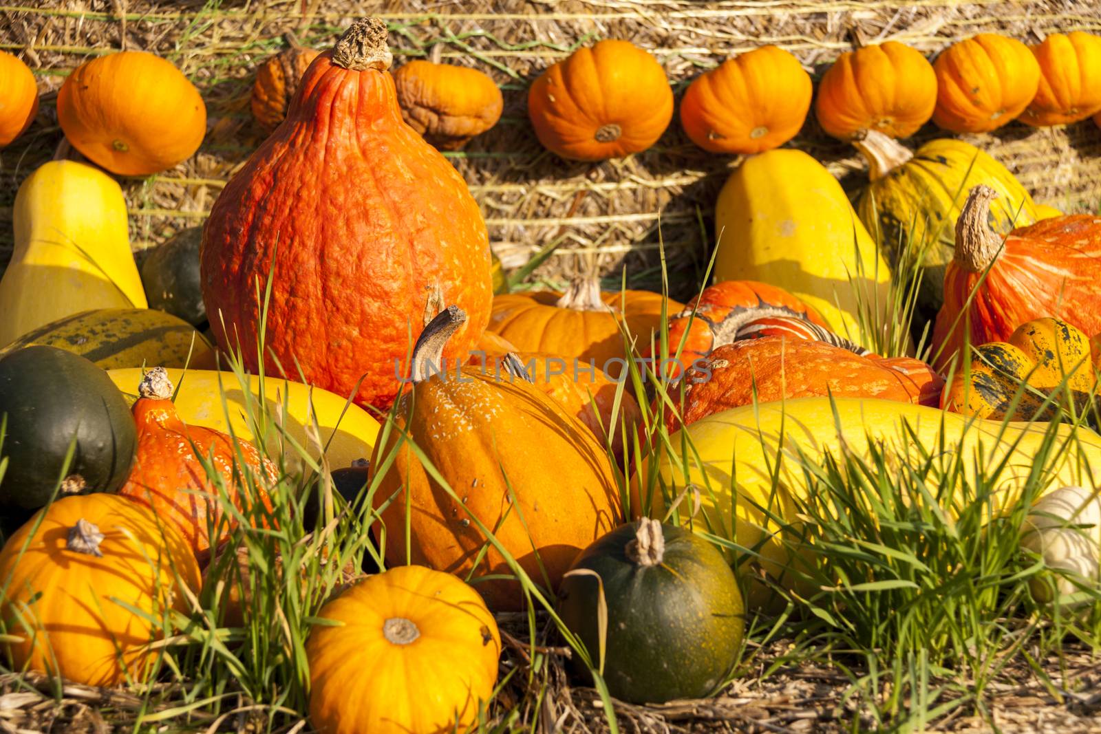 Different maxima and pepo cucurbita pumpkin pumpkins from autumn harvest on a market