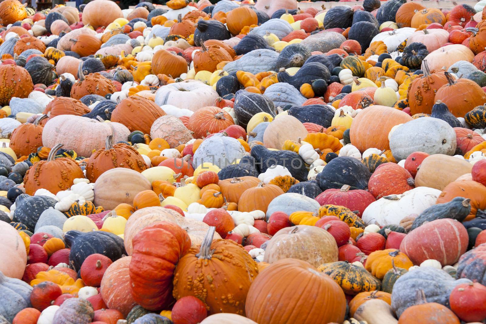 Different maxima and pepo cucurbita pumpkin pumpkins from autumn harvest on a market