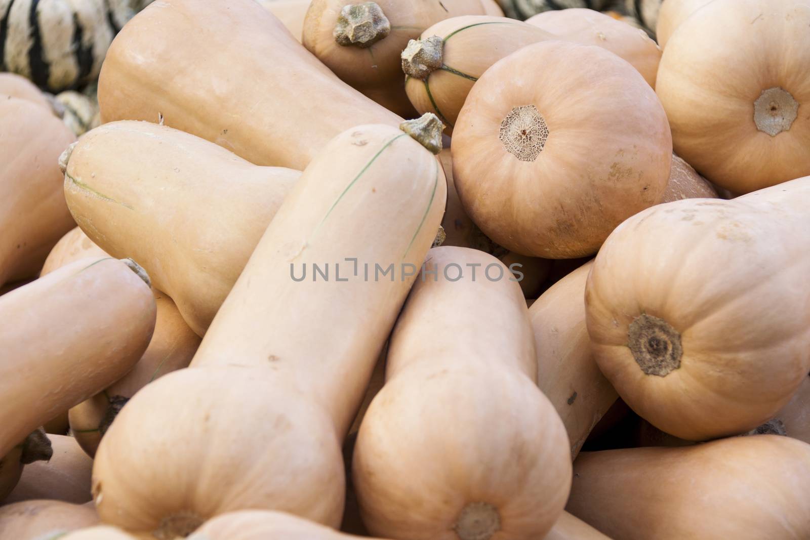 Butternut Butternuss cucurbita pumpkin pumpkins from autumn harvest on a market