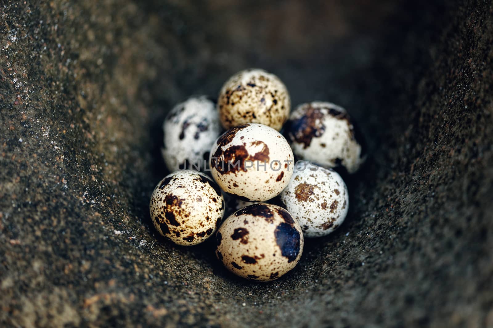 Quail eggs on the textured stone surface