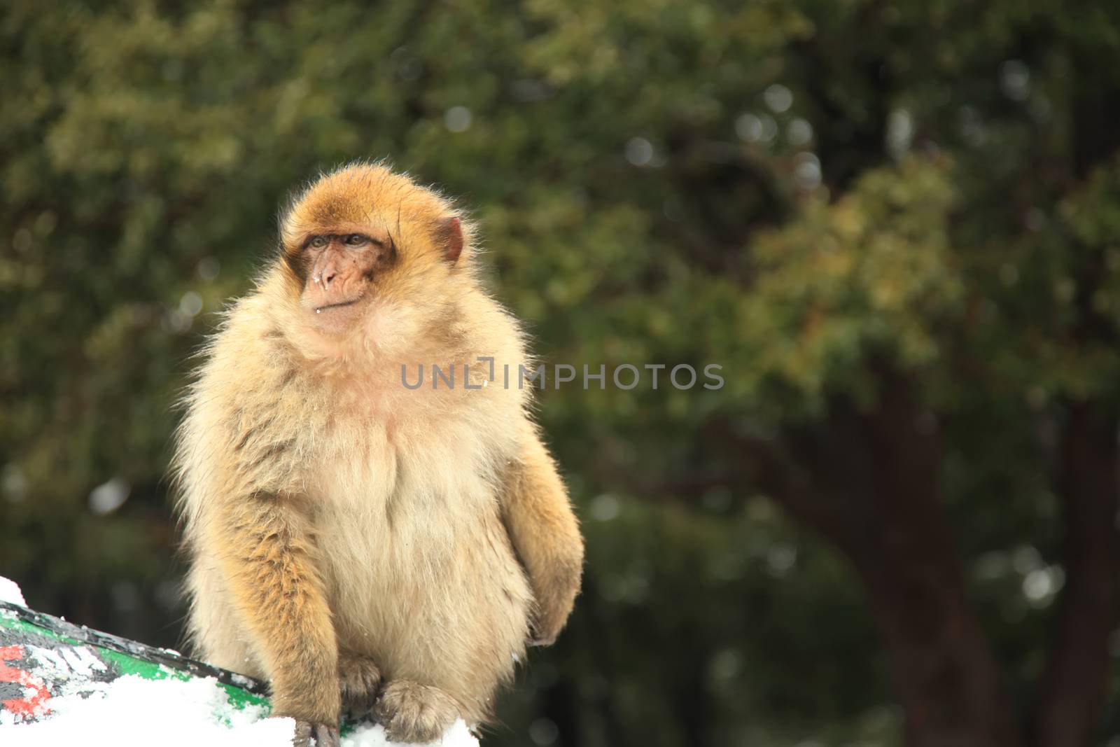 Barbary Ape or Macaque in Morocco