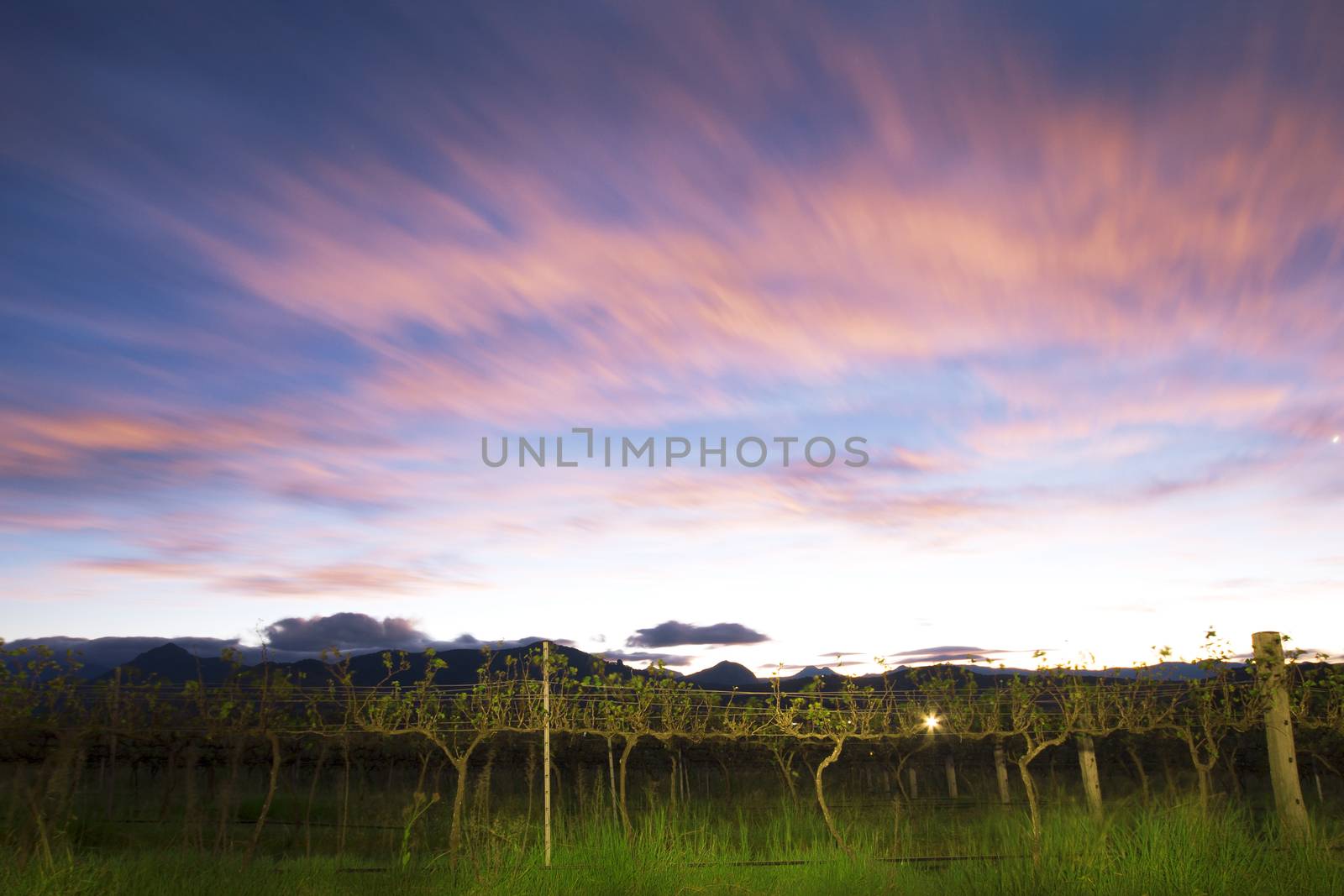 Lavender farm and vineyard in Kooroomba by artistrobd