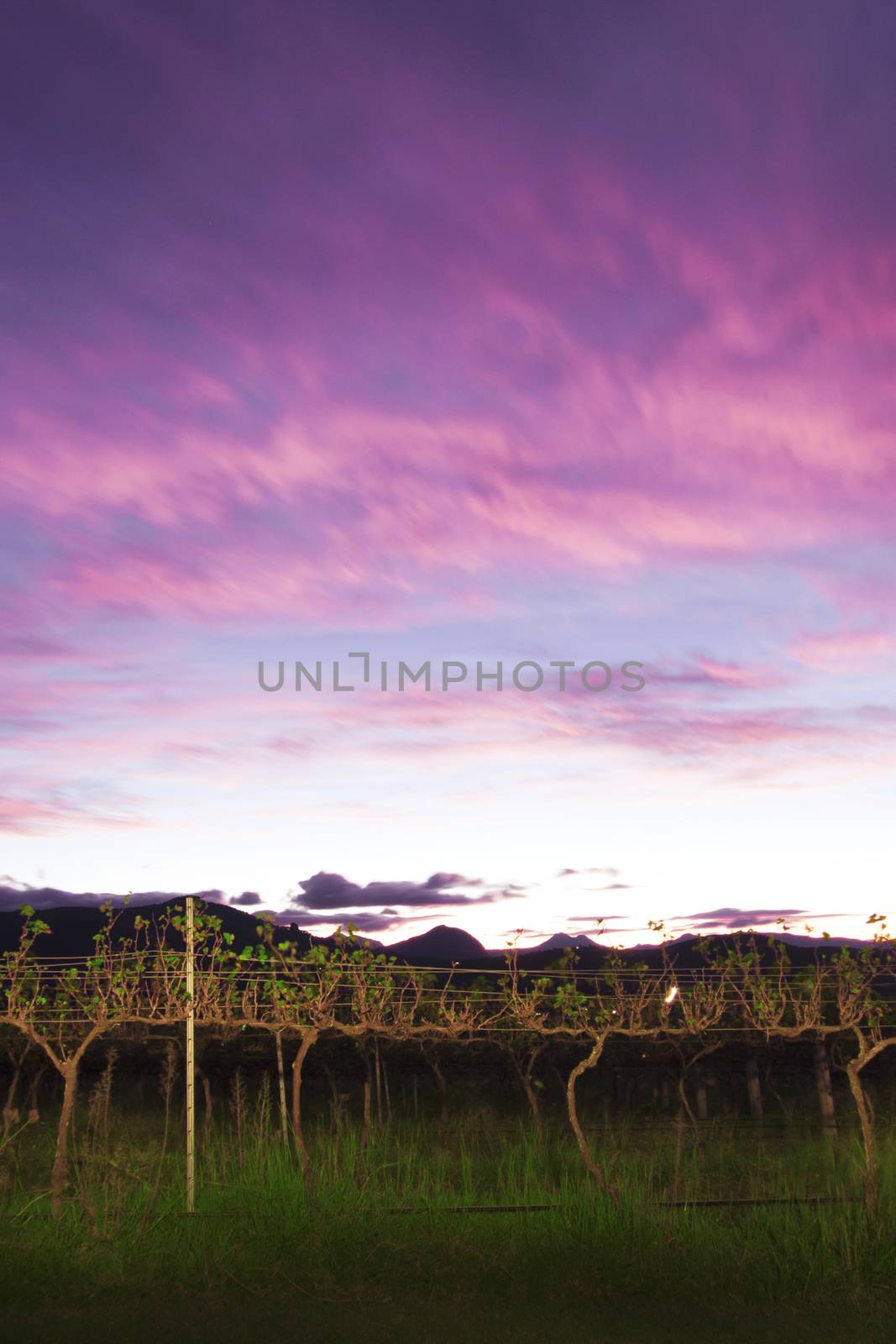 Lavender farm and vineyard in Kooroomba, Queensland in the afternoon.