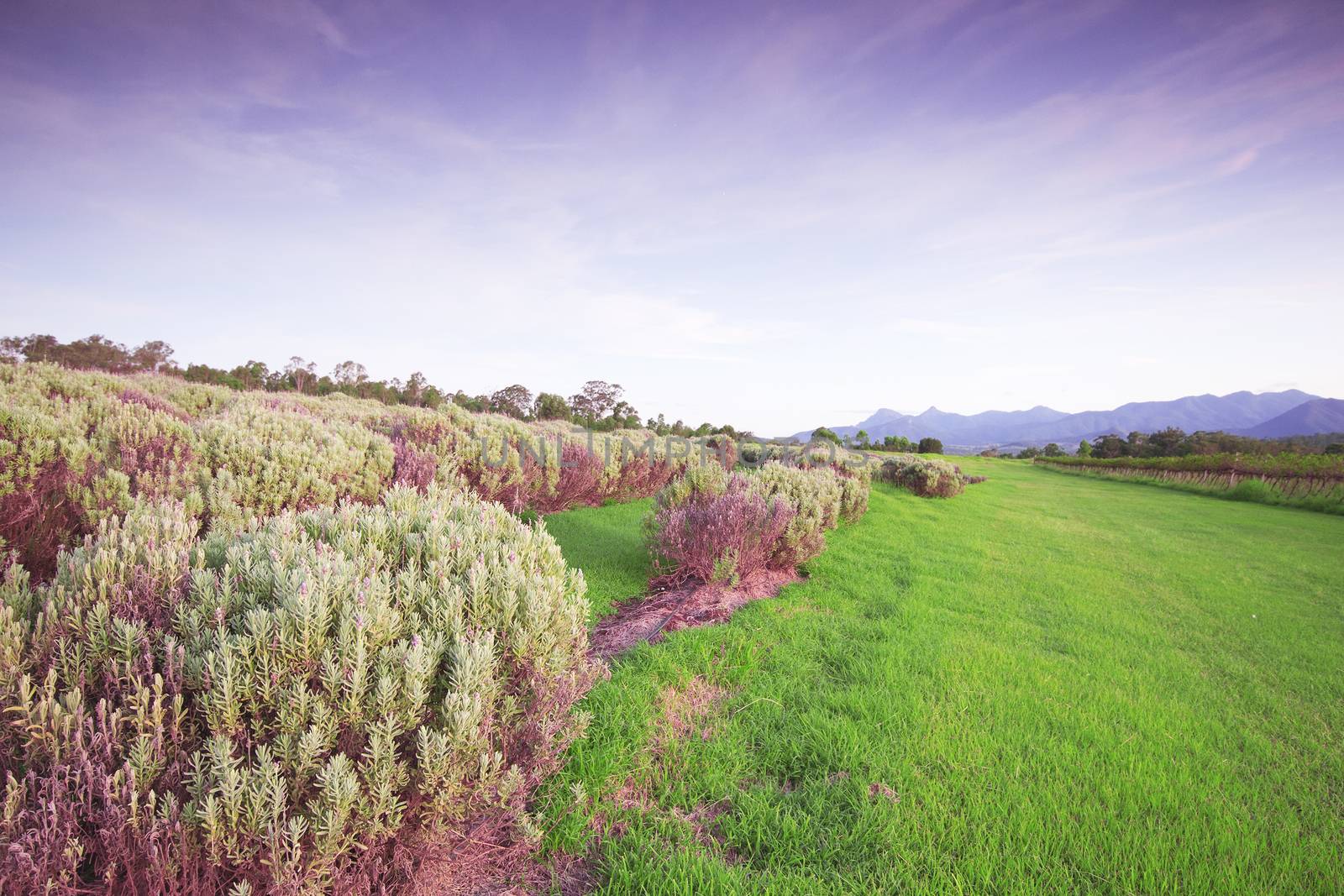 Lavender farm and vineyard in Kooroomba, Queensland in the afternoon.