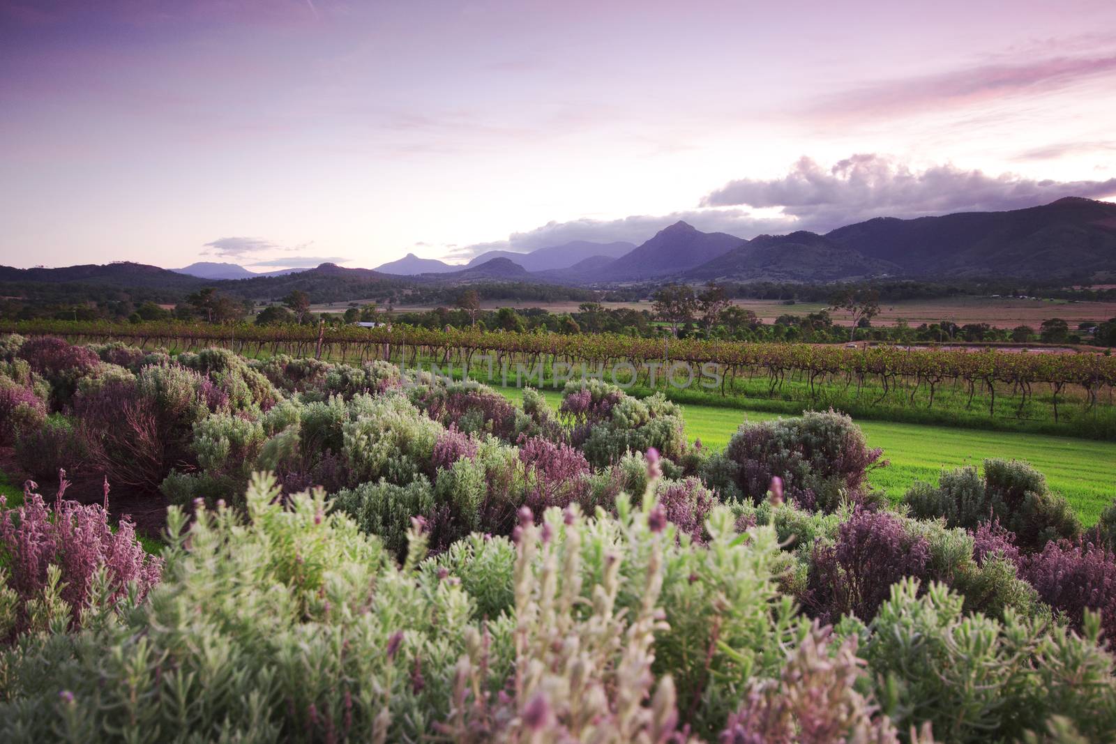 Lavender farm and vineyard in Kooroomba, Queensland in the afternoon.