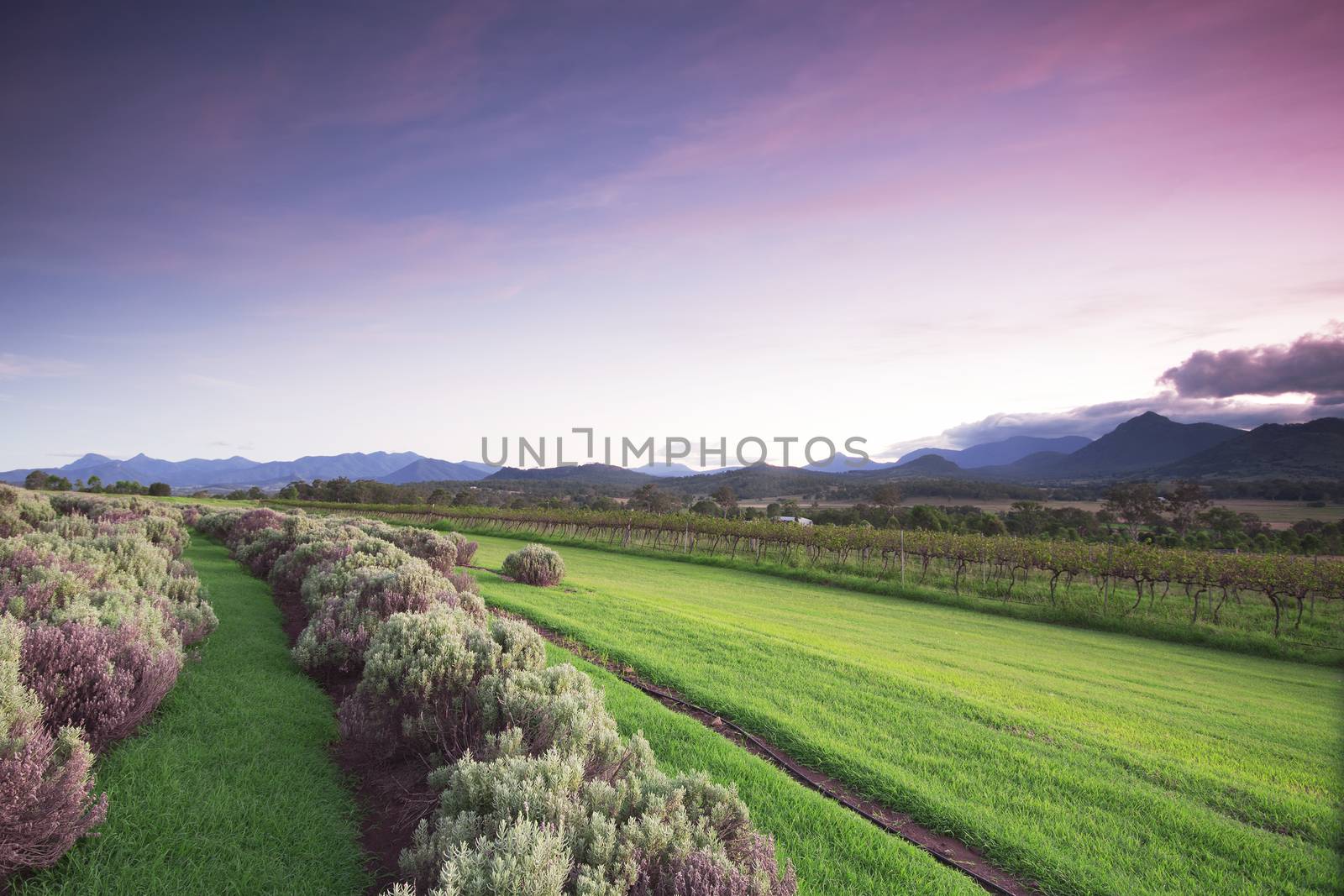 Lavender farm and vineyard in Kooroomba by artistrobd
