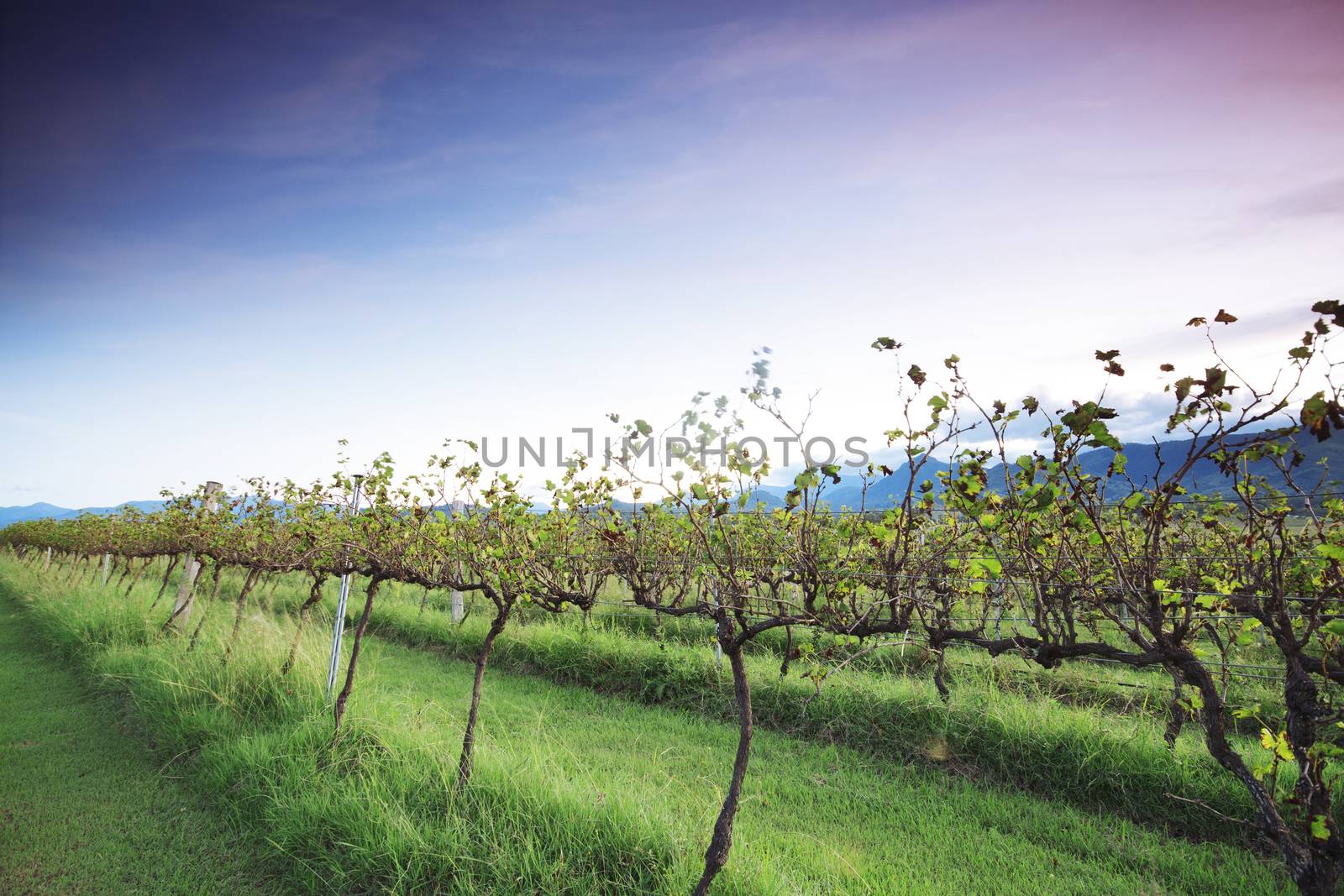 Lavender farm and vineyard in Kooroomba, Queensland in the afternoon.