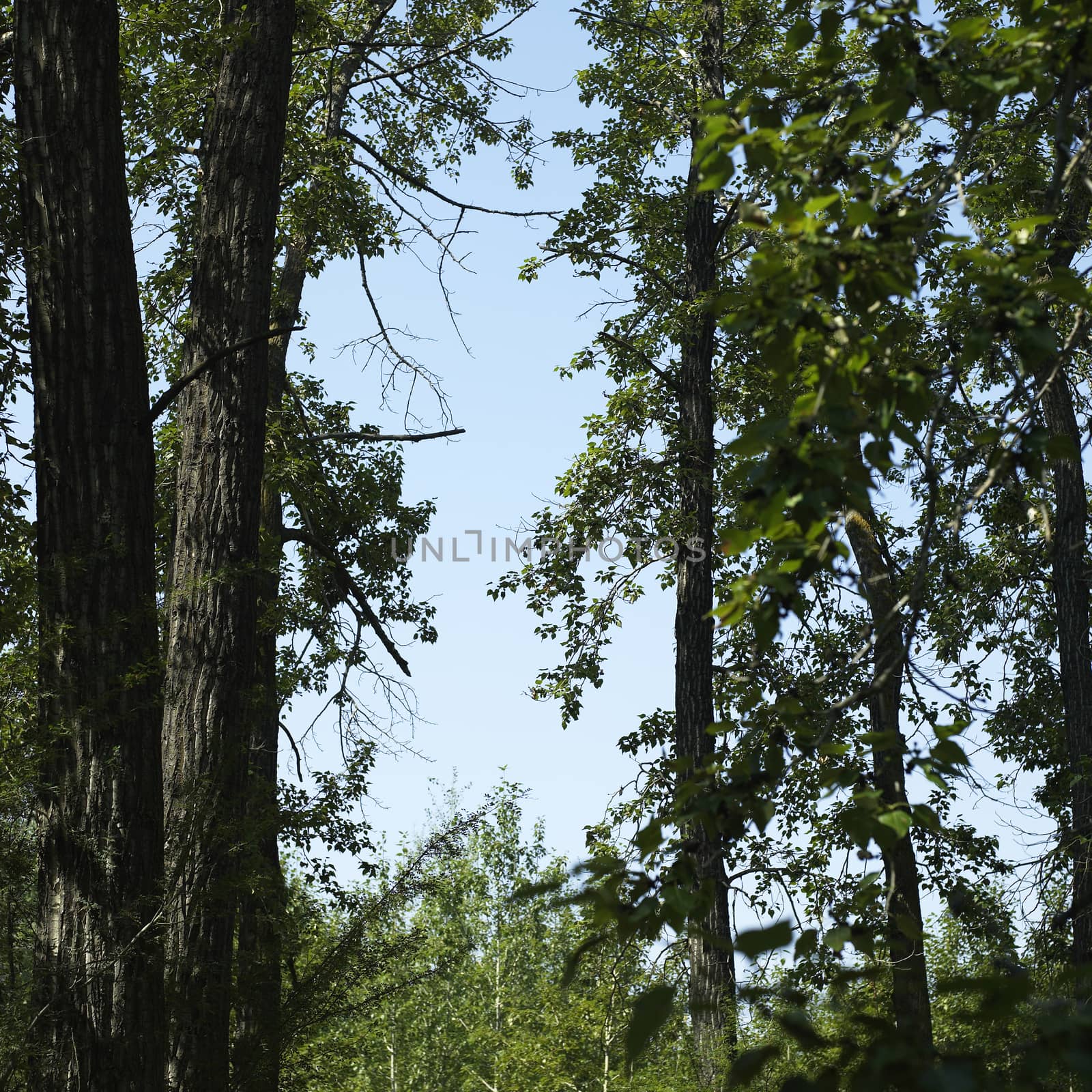 Trees and blue sky by mmm