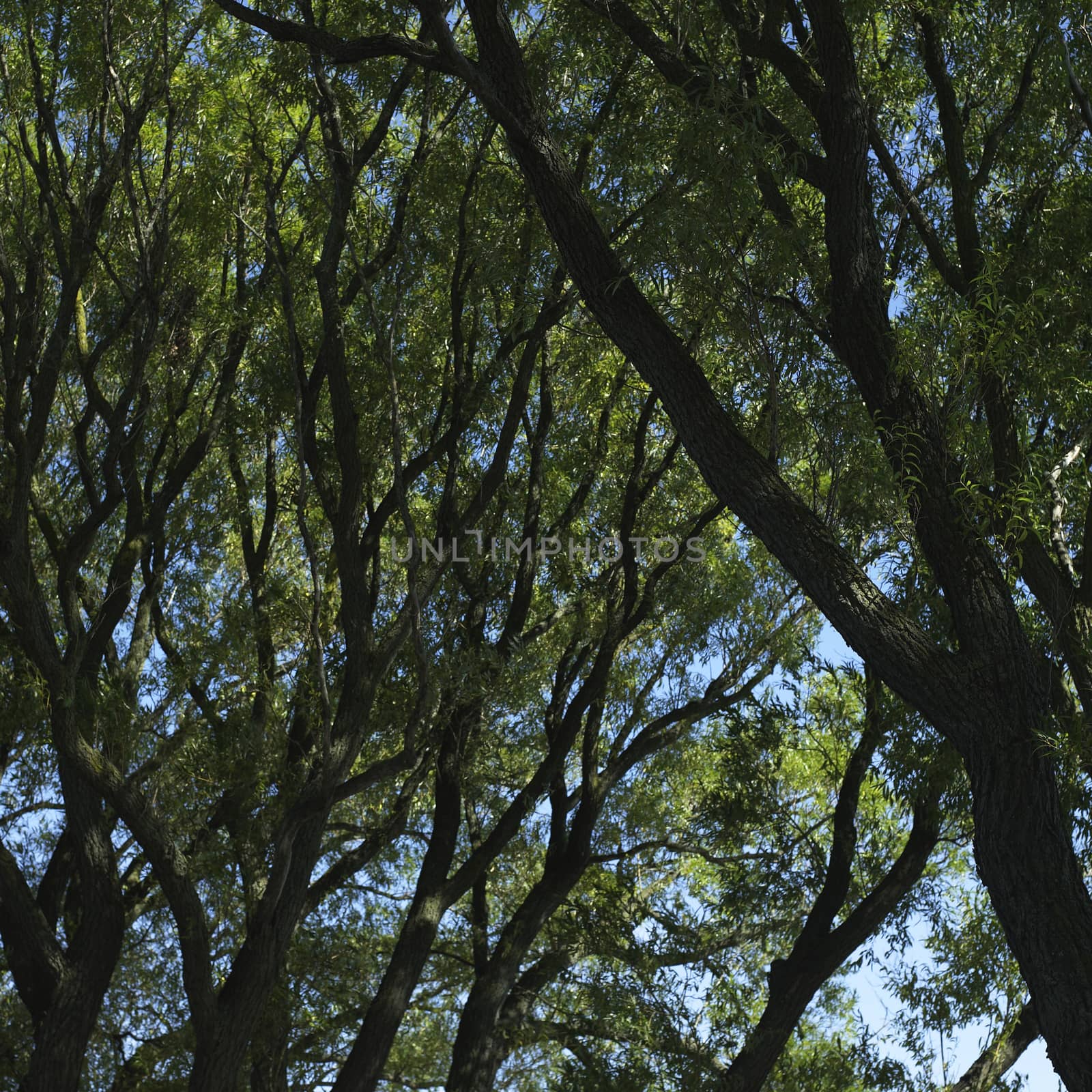 Tree branches with green leaves and blue sky