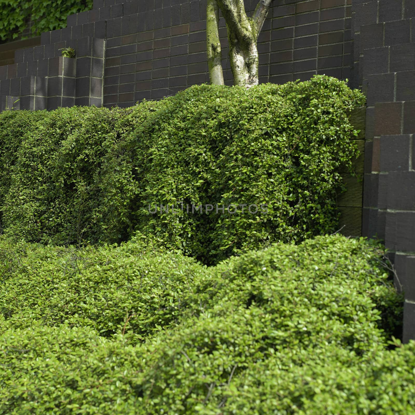 Urban landscaping by mmm
