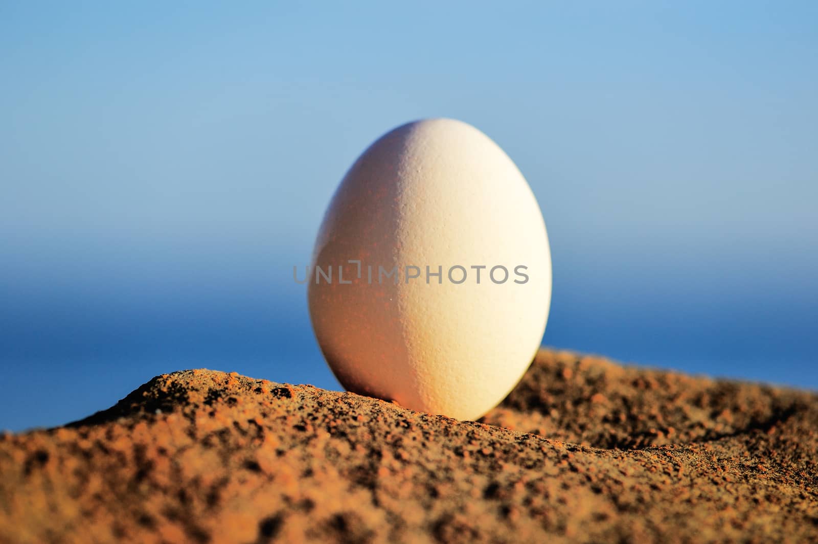 Hen's egg on the stony coast