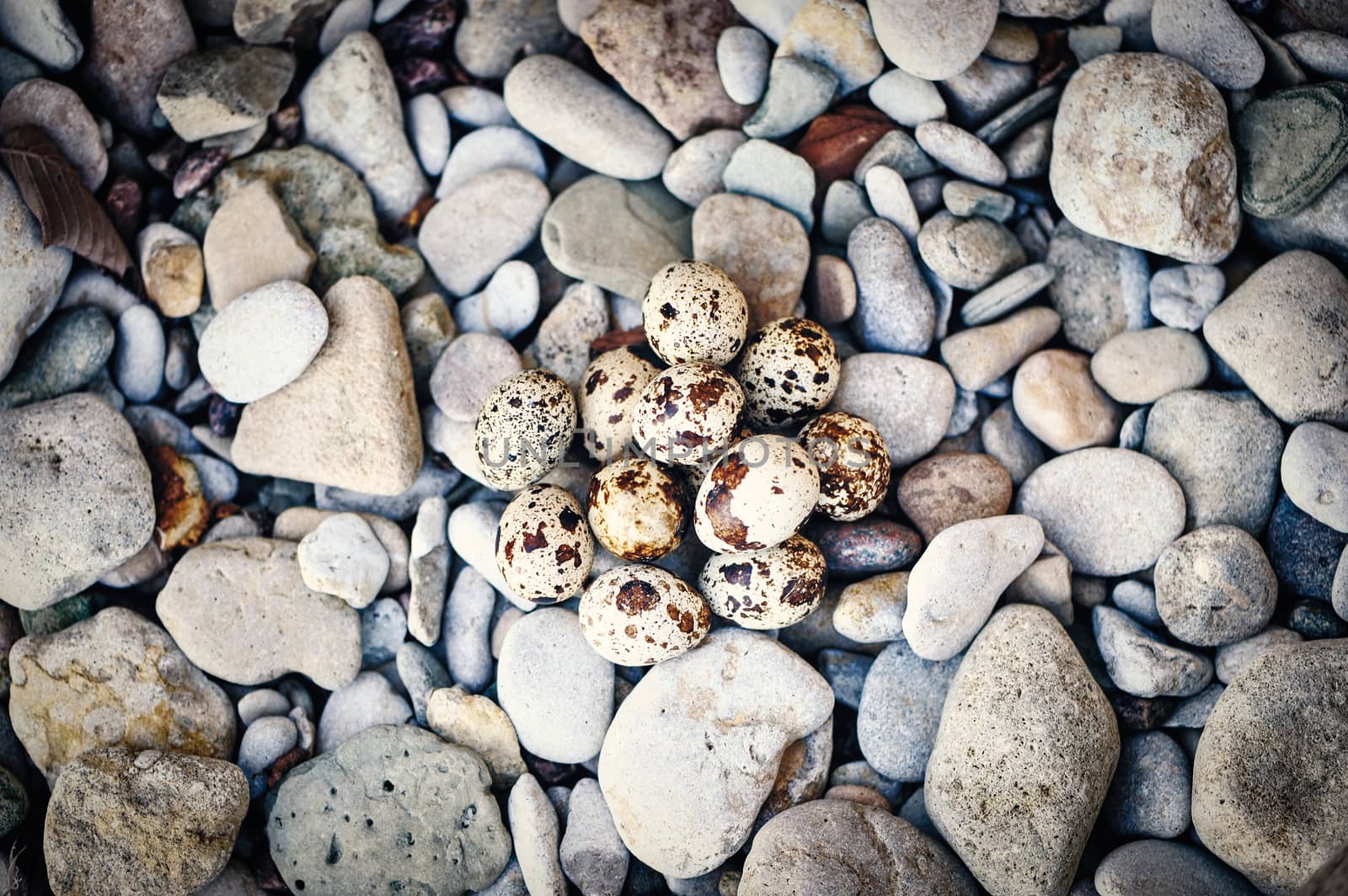Group of quail eggs on the sea pebbles