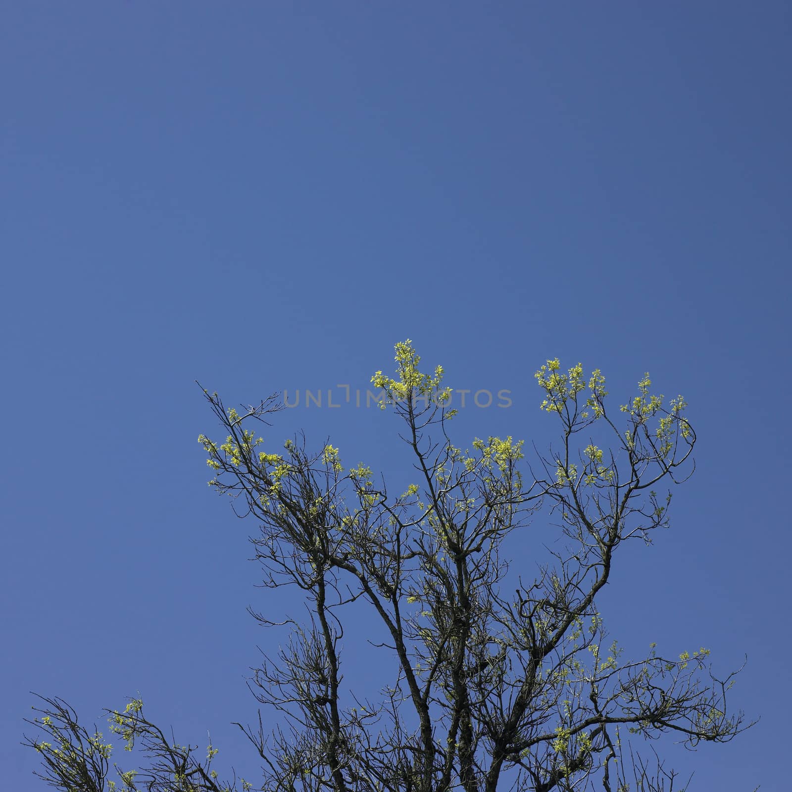 tree starting to grow leaves and blue sky
