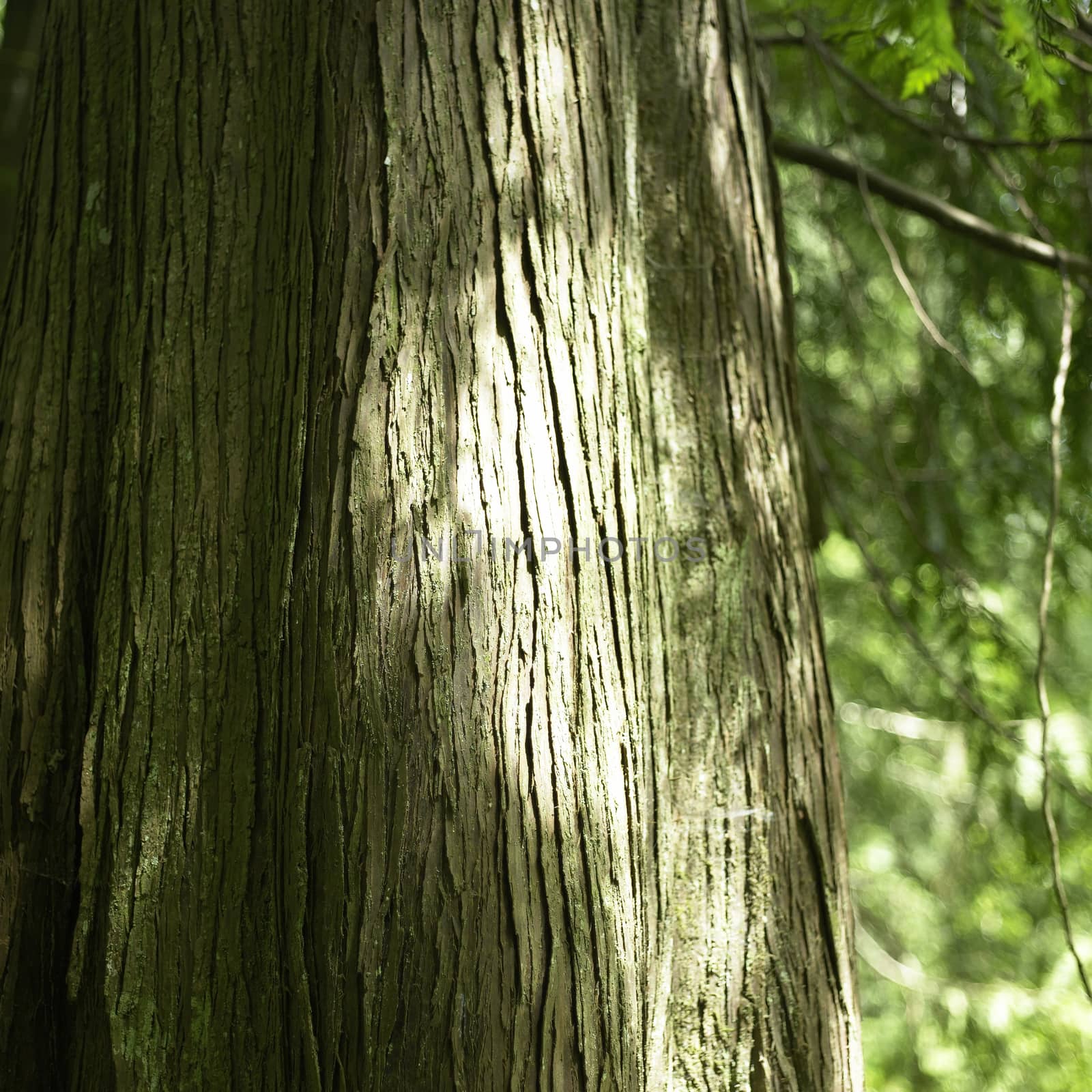 Close up of a tree trunk with green moss