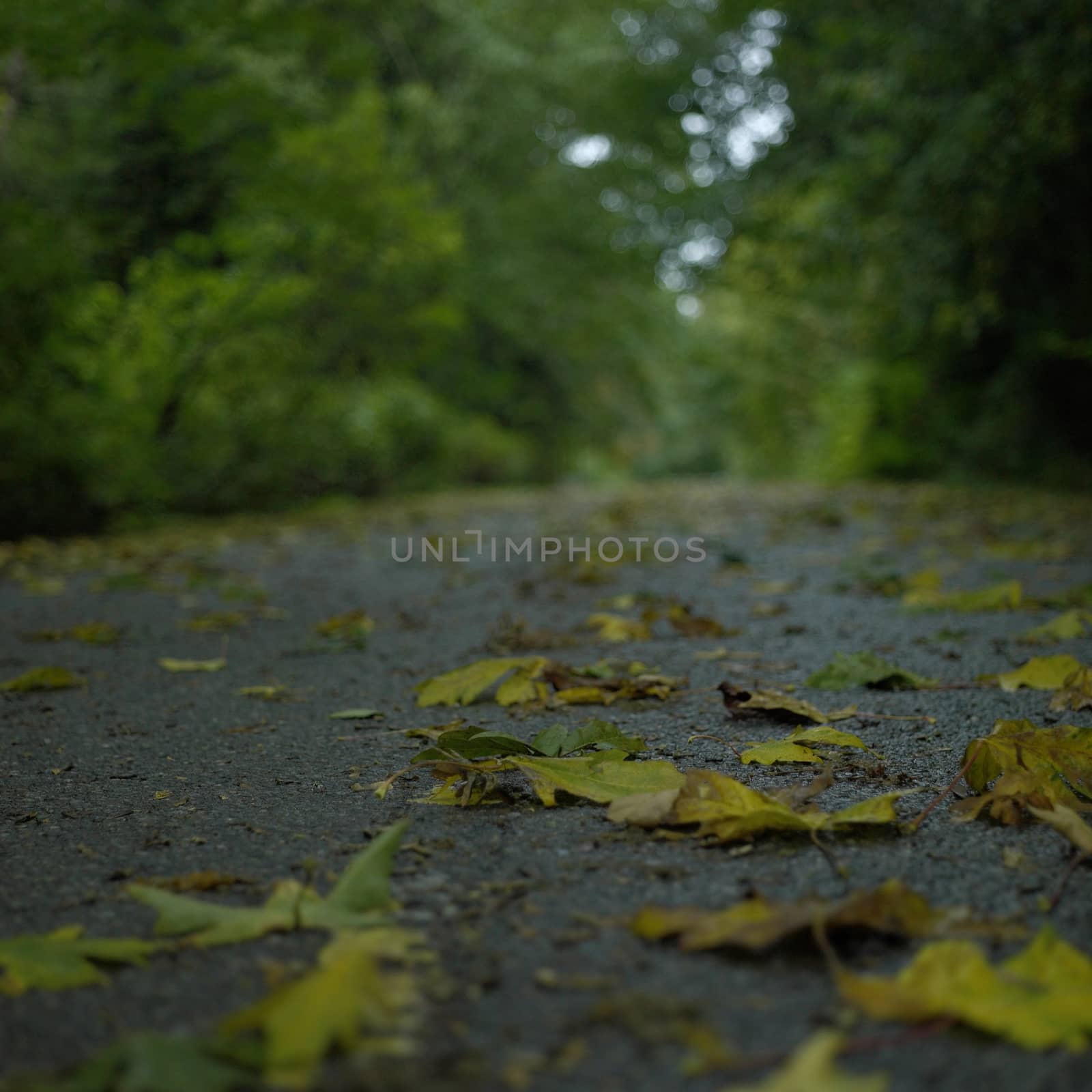 Yellow fall leaves on the street