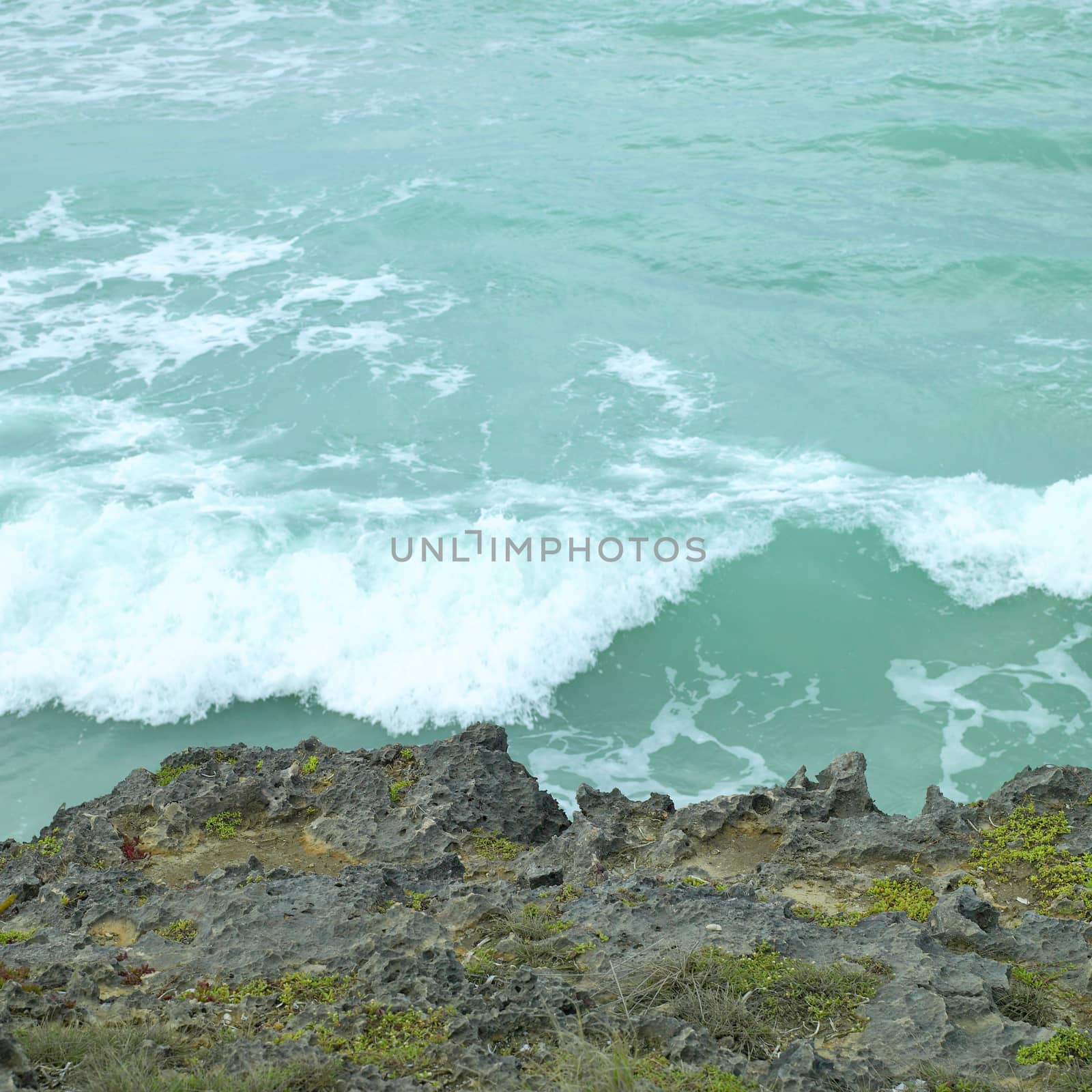 Green tropical wave crashing on a coral cliff