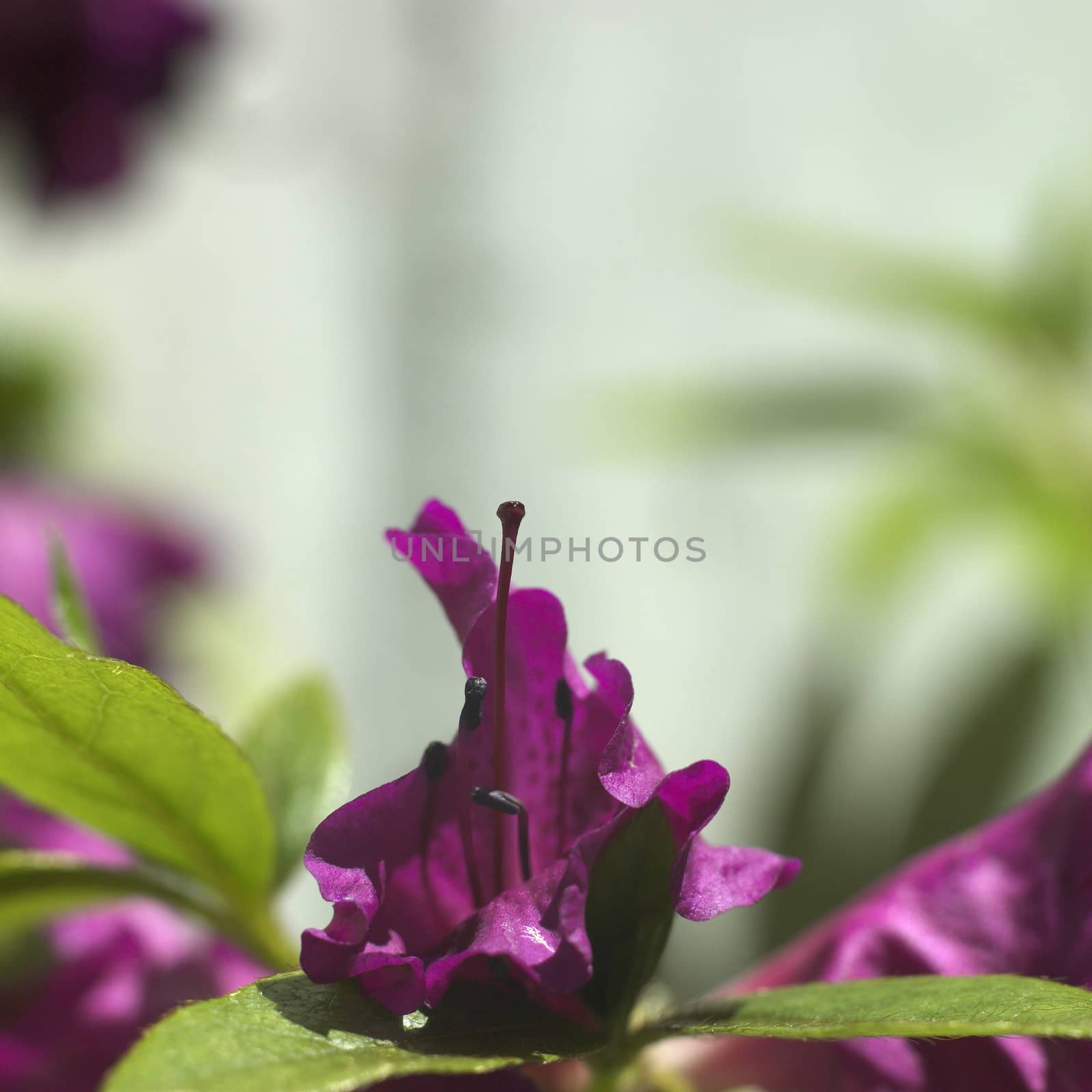 flower closeup by mmm