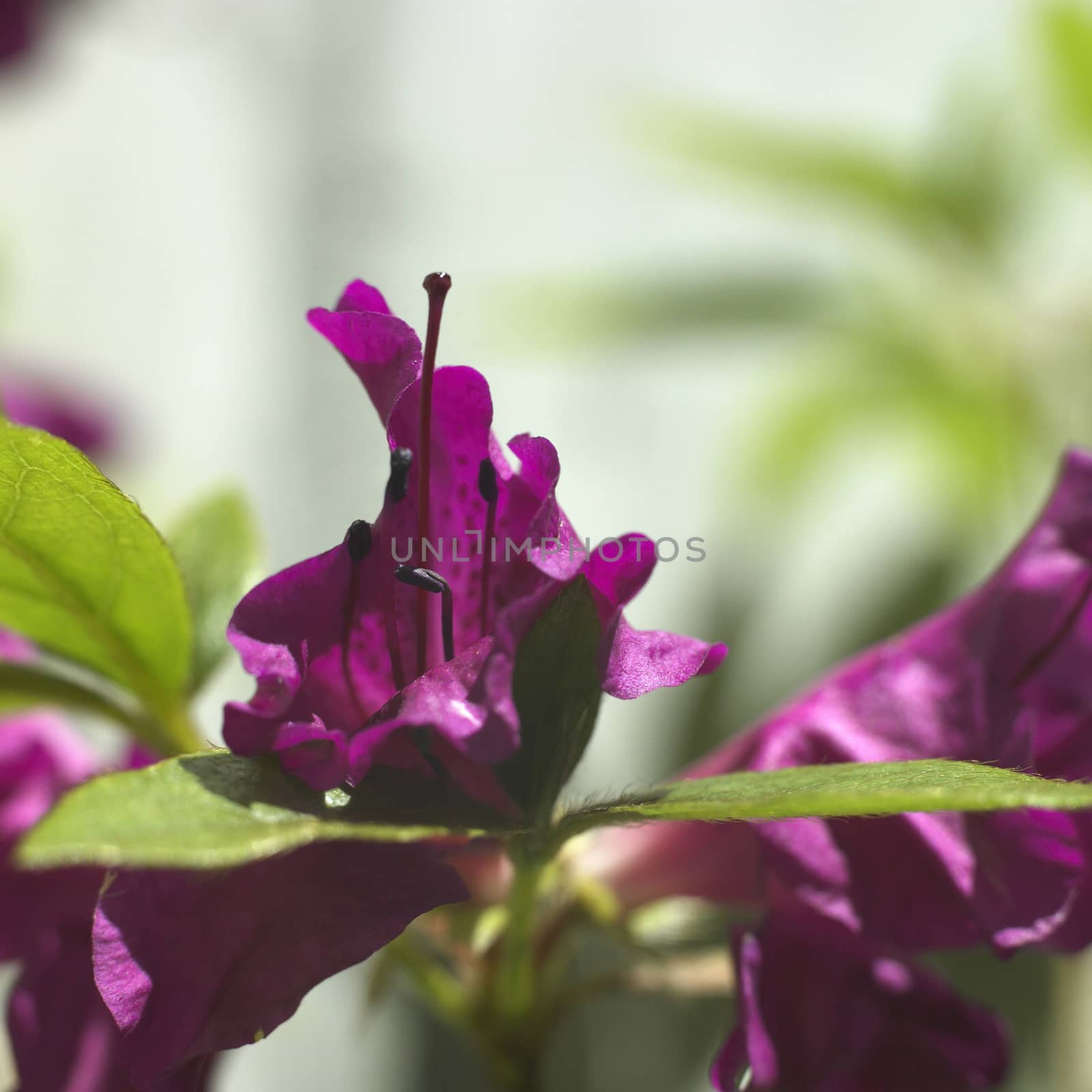 closeup of a magenta rhododendron flower