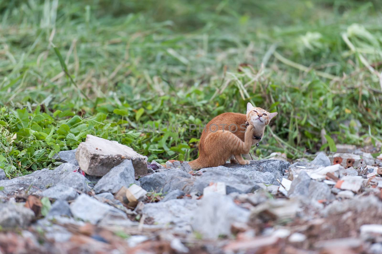 Big cat in the wild. by Surasak