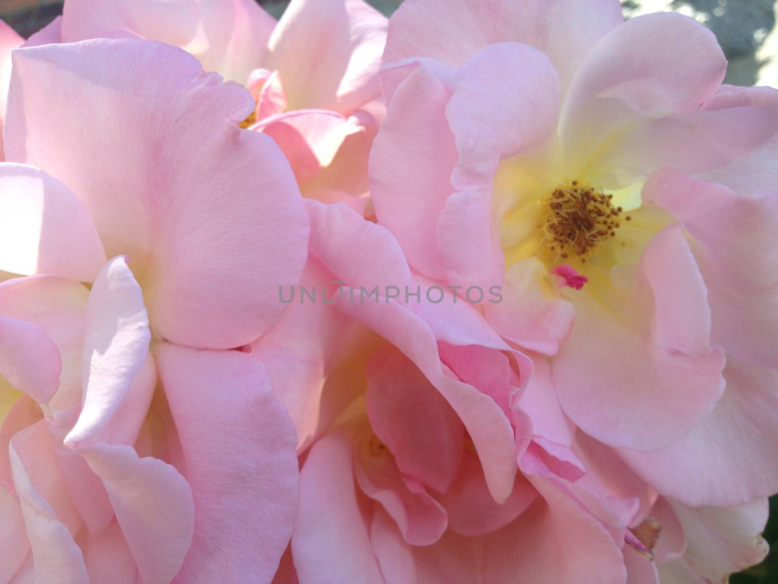 Puffy pink roses with yellow middles in nature