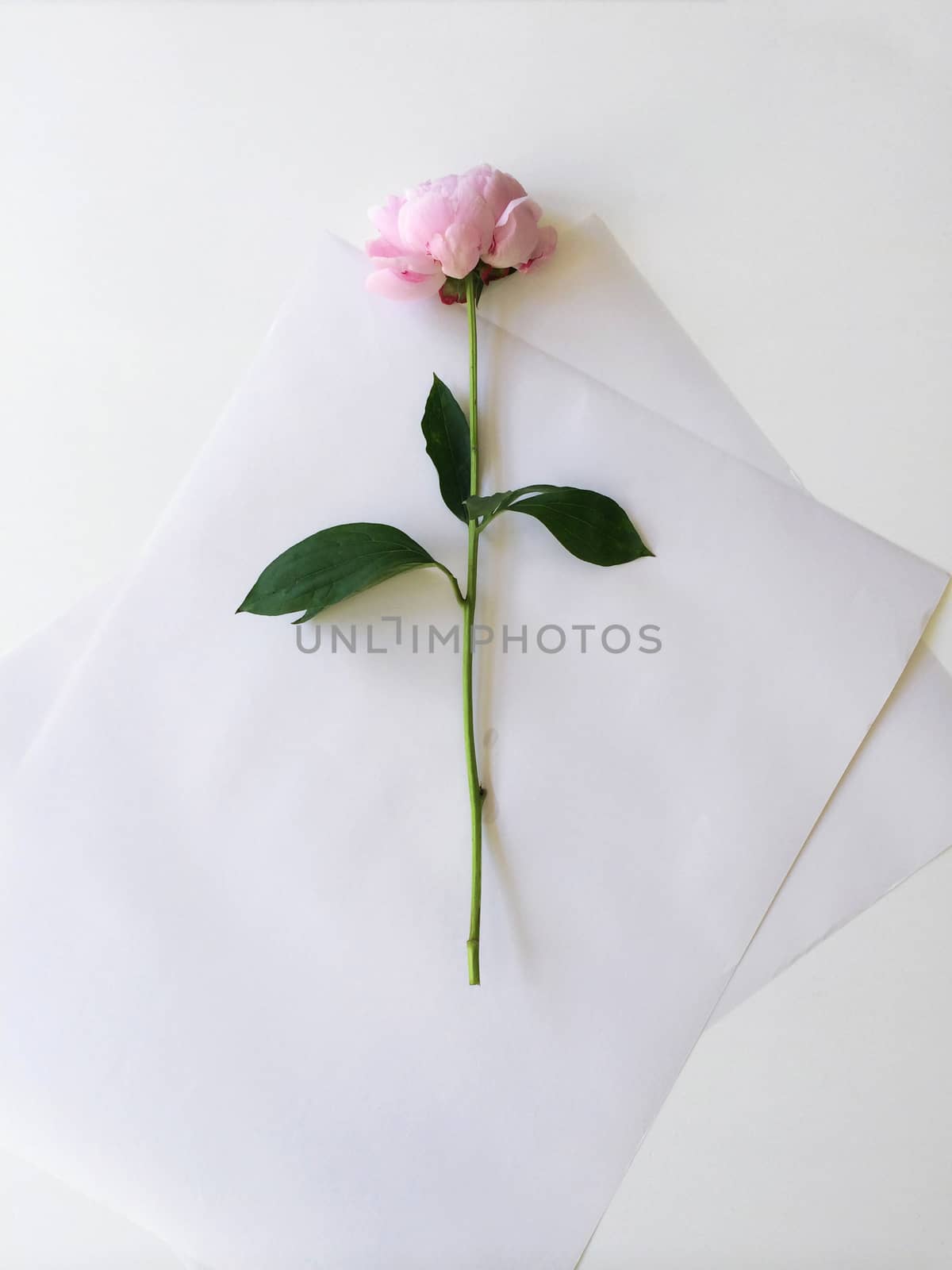 One pink peony on white paper
