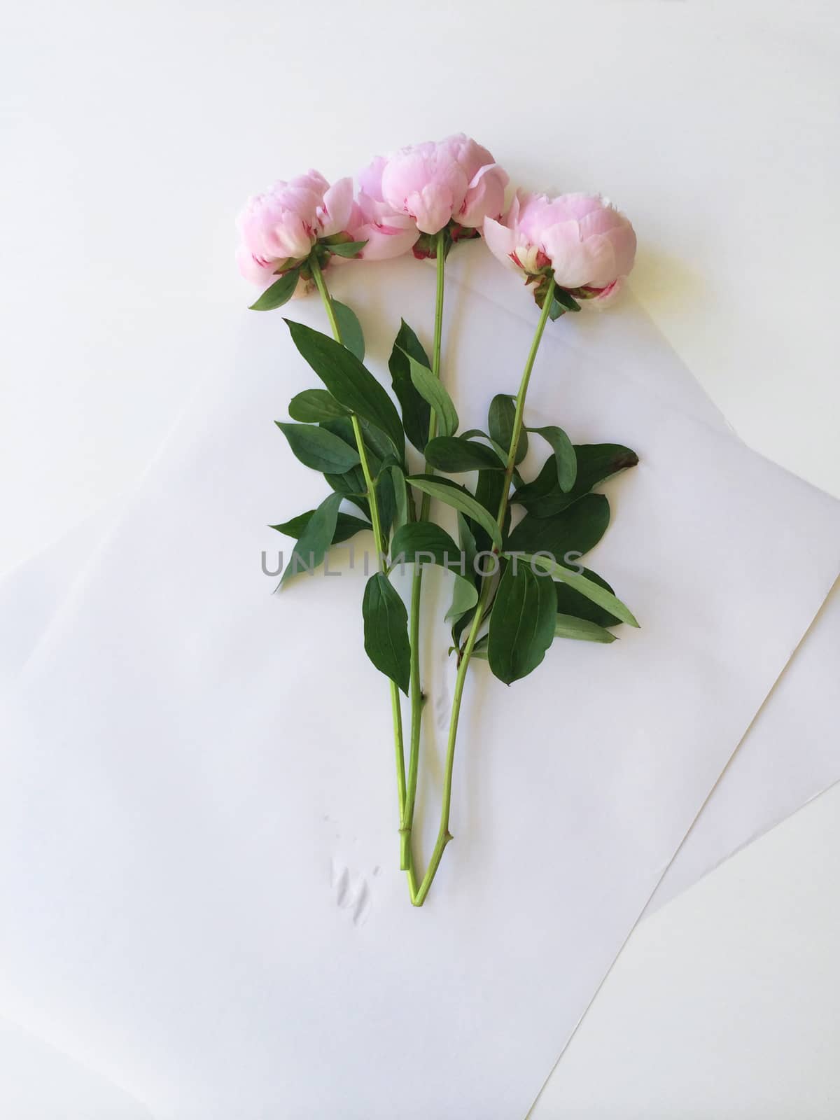 Bouquet of three pink peonies