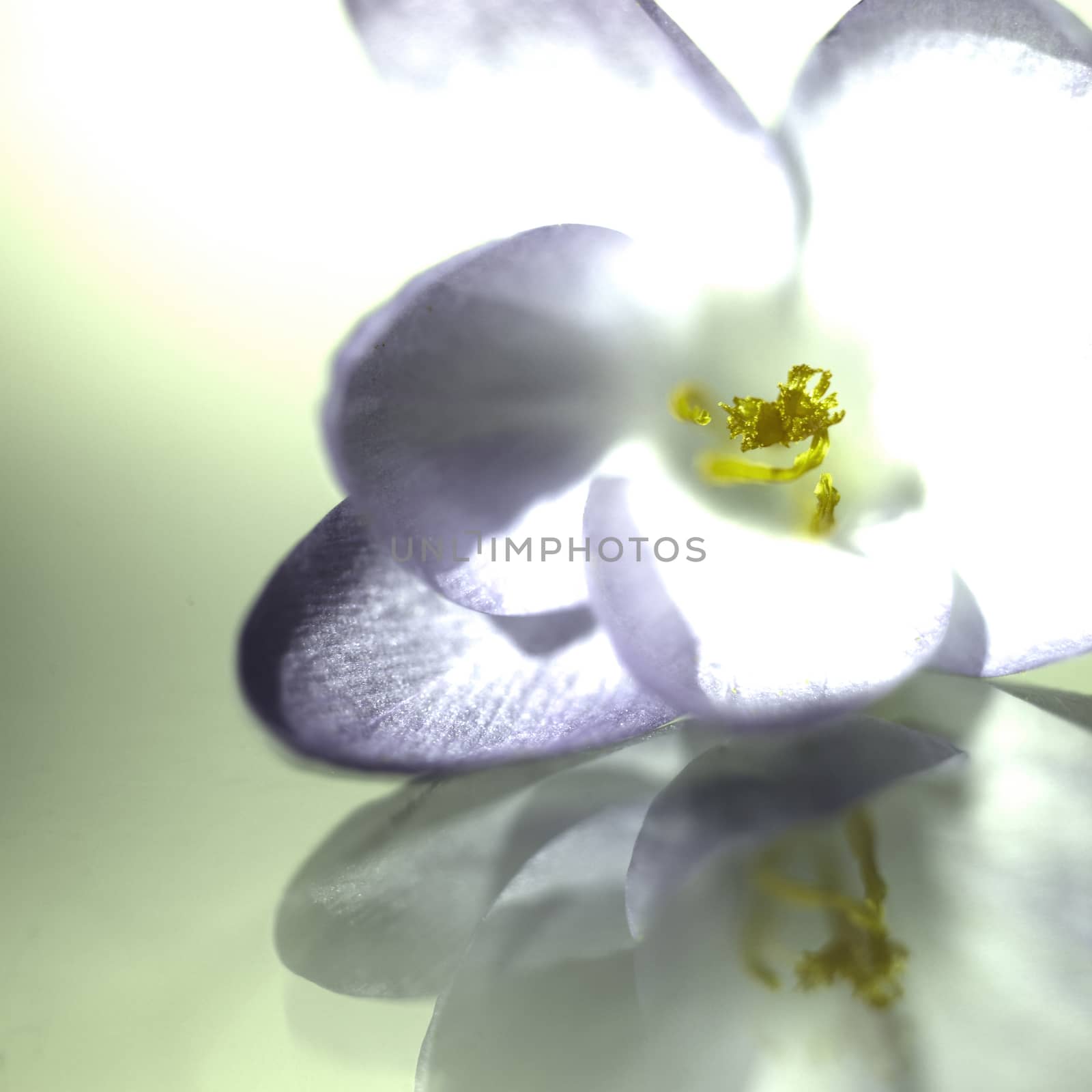 Abstract violet crocus flower on reflective surface 