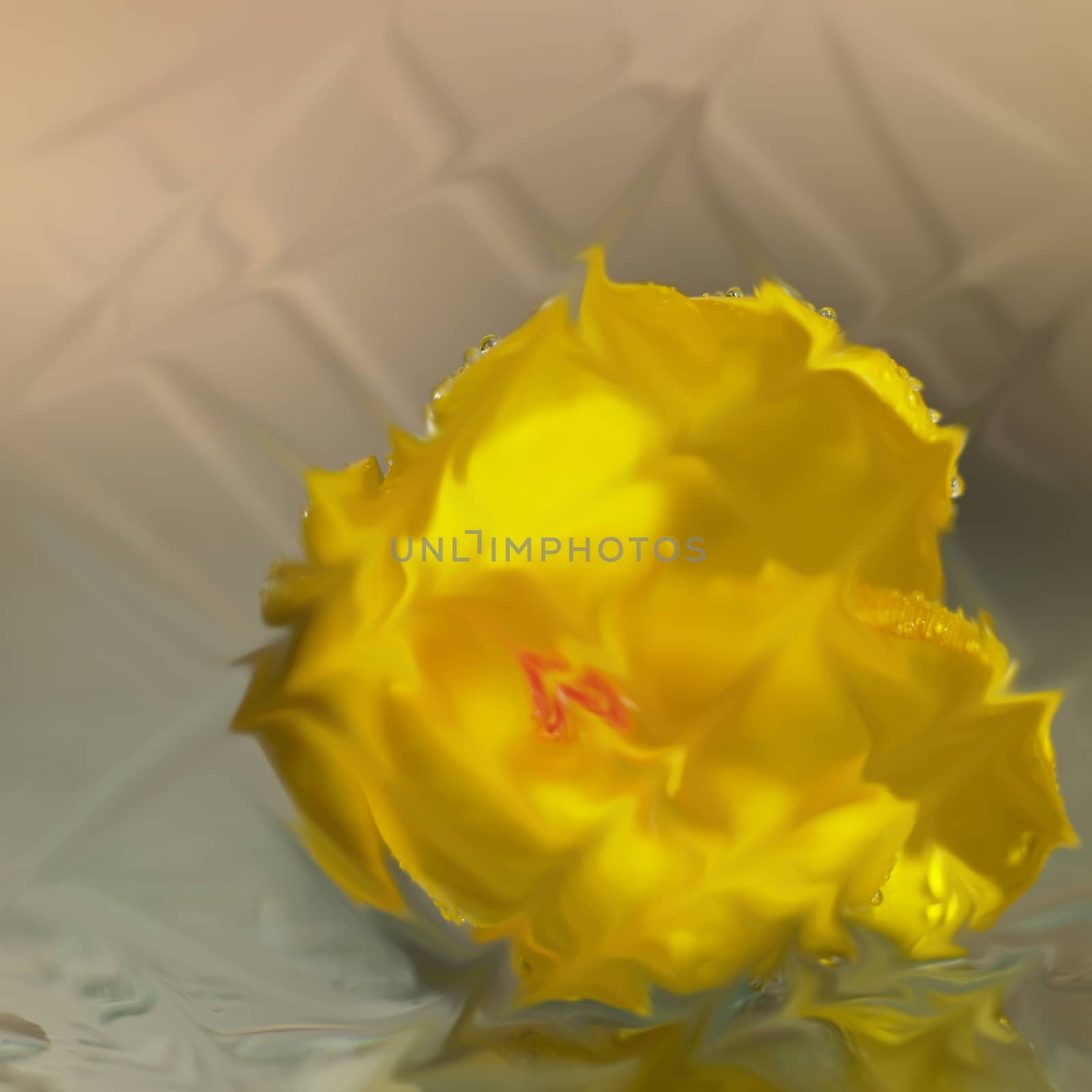 Distorted Yellow crocus flower on a wet glass surface 