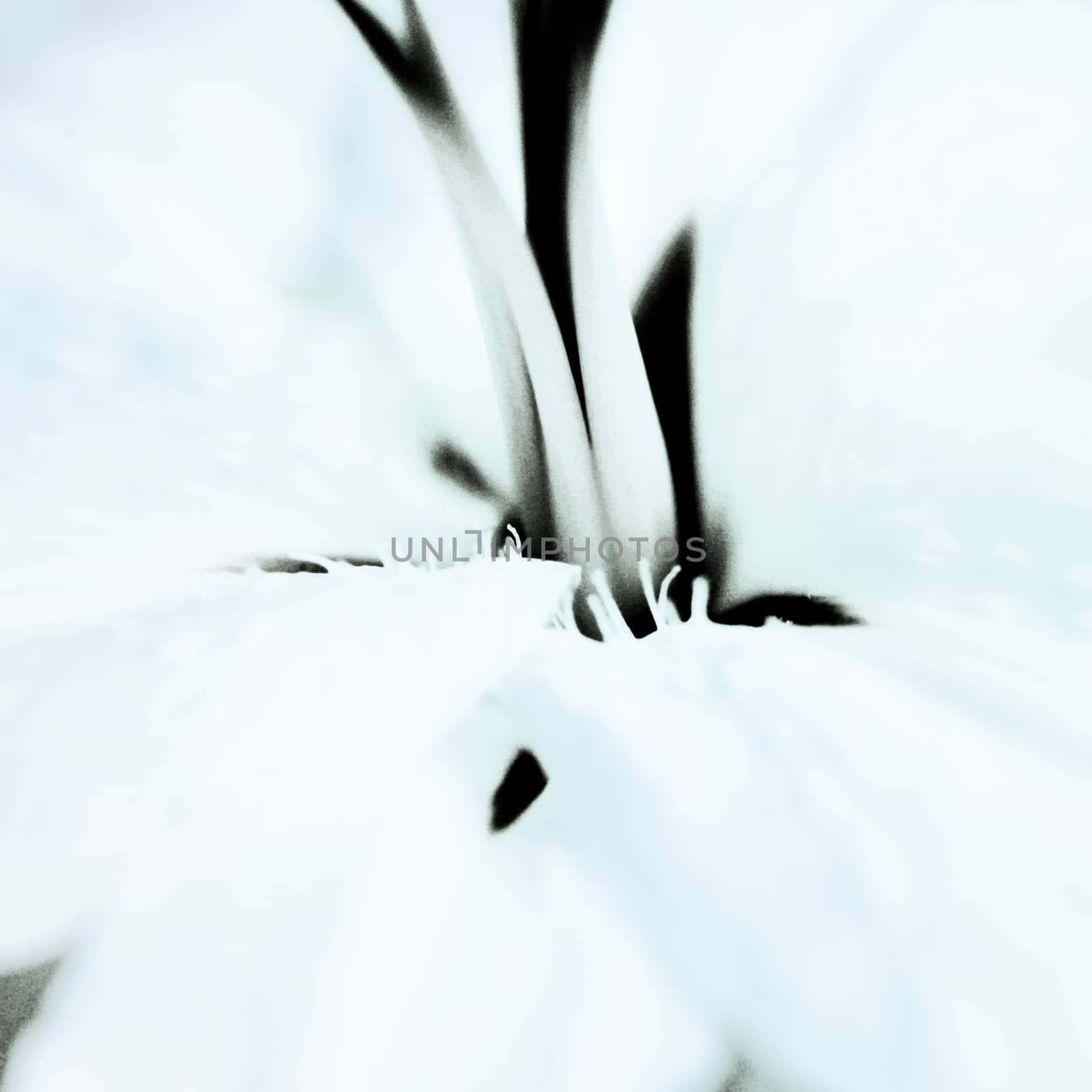 Distorted Lily by mmm