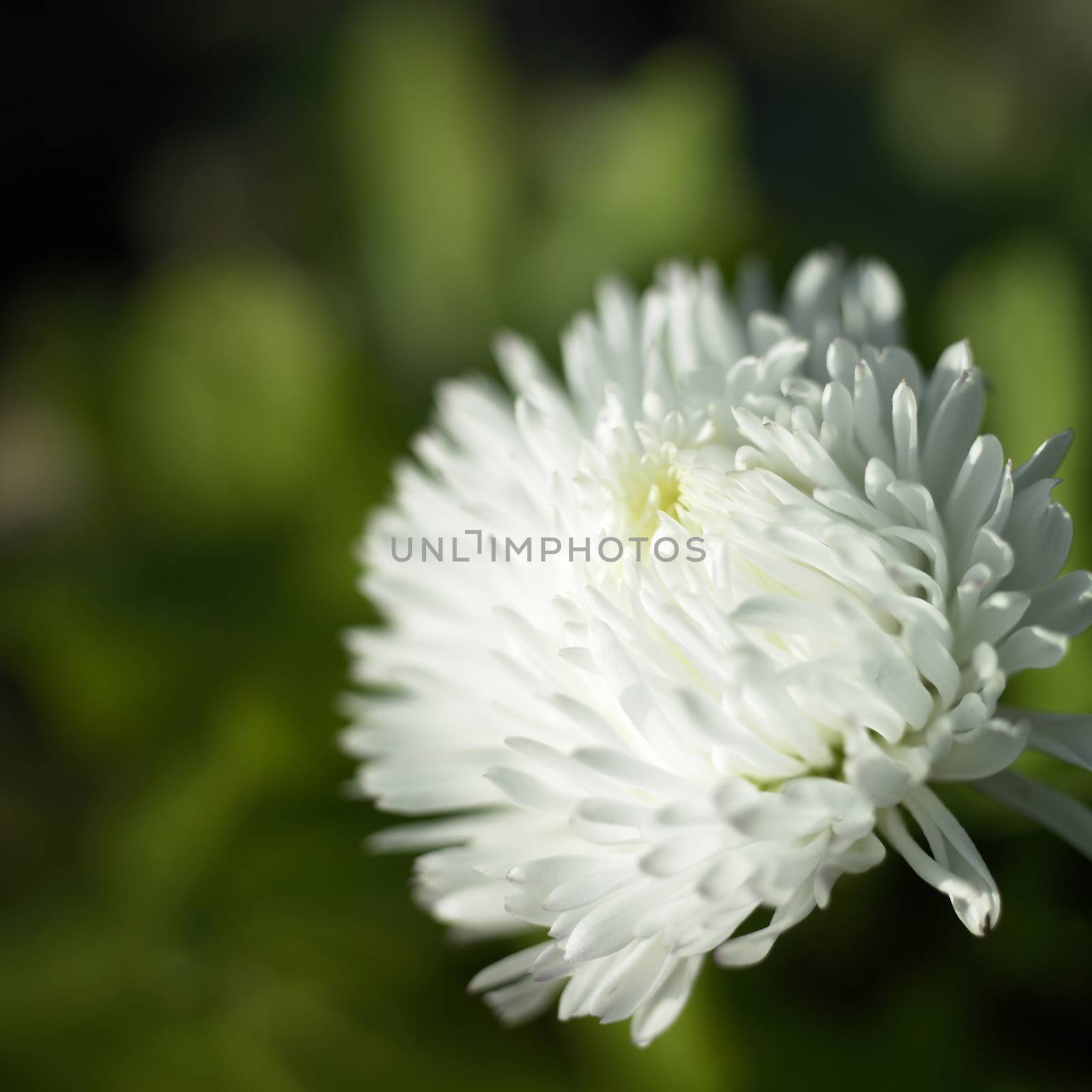 Tiny soft white petals of an English daisy flower in full bloom