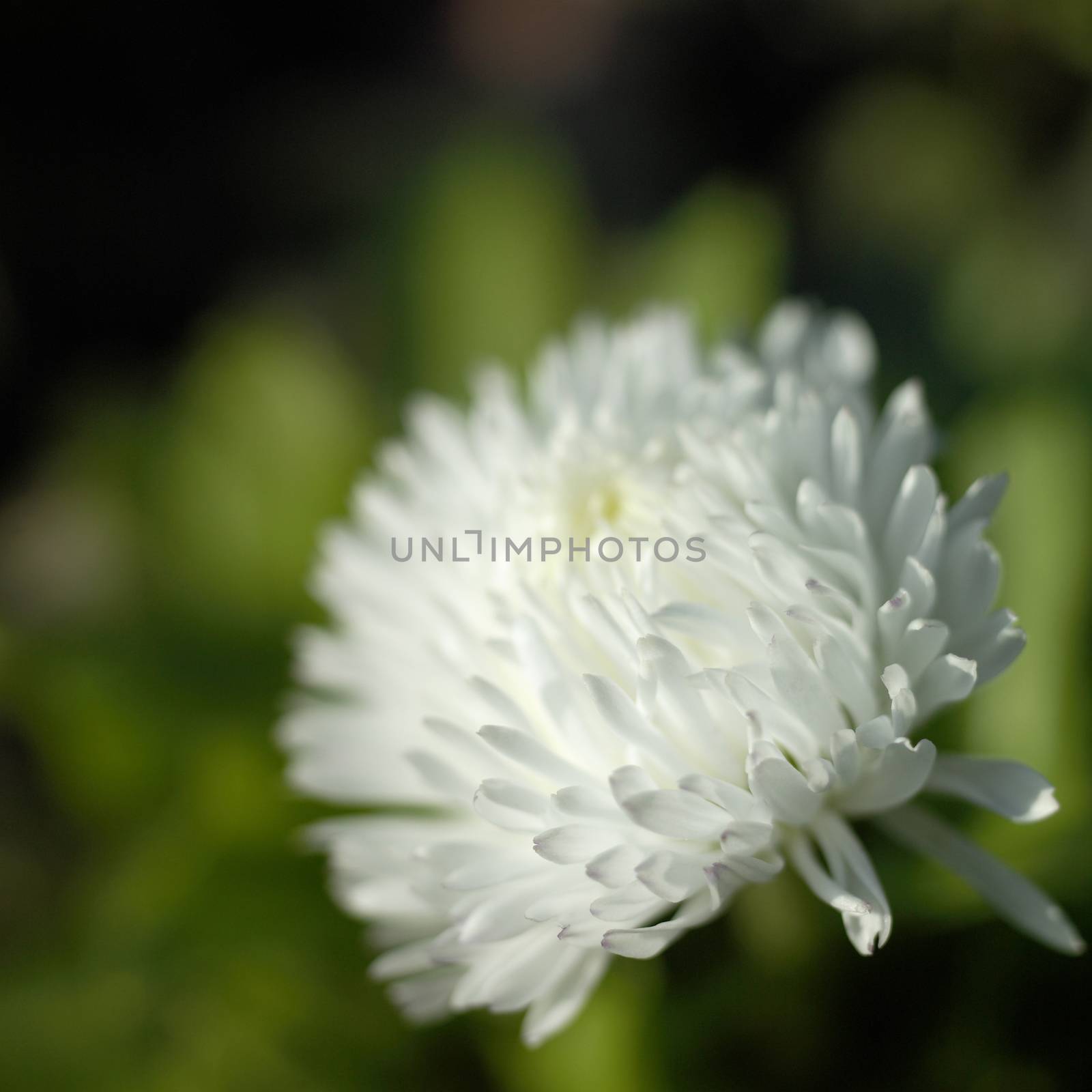 Tiny soft white petals of an English daisy flower in full bloom 