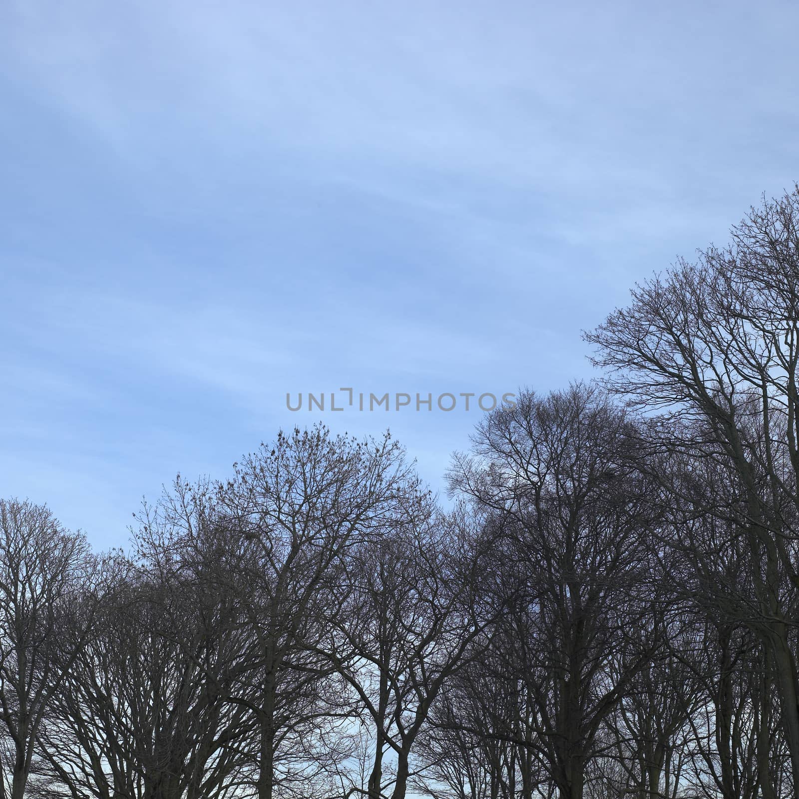 Bare branches of a leafless tree against a misty blue sky