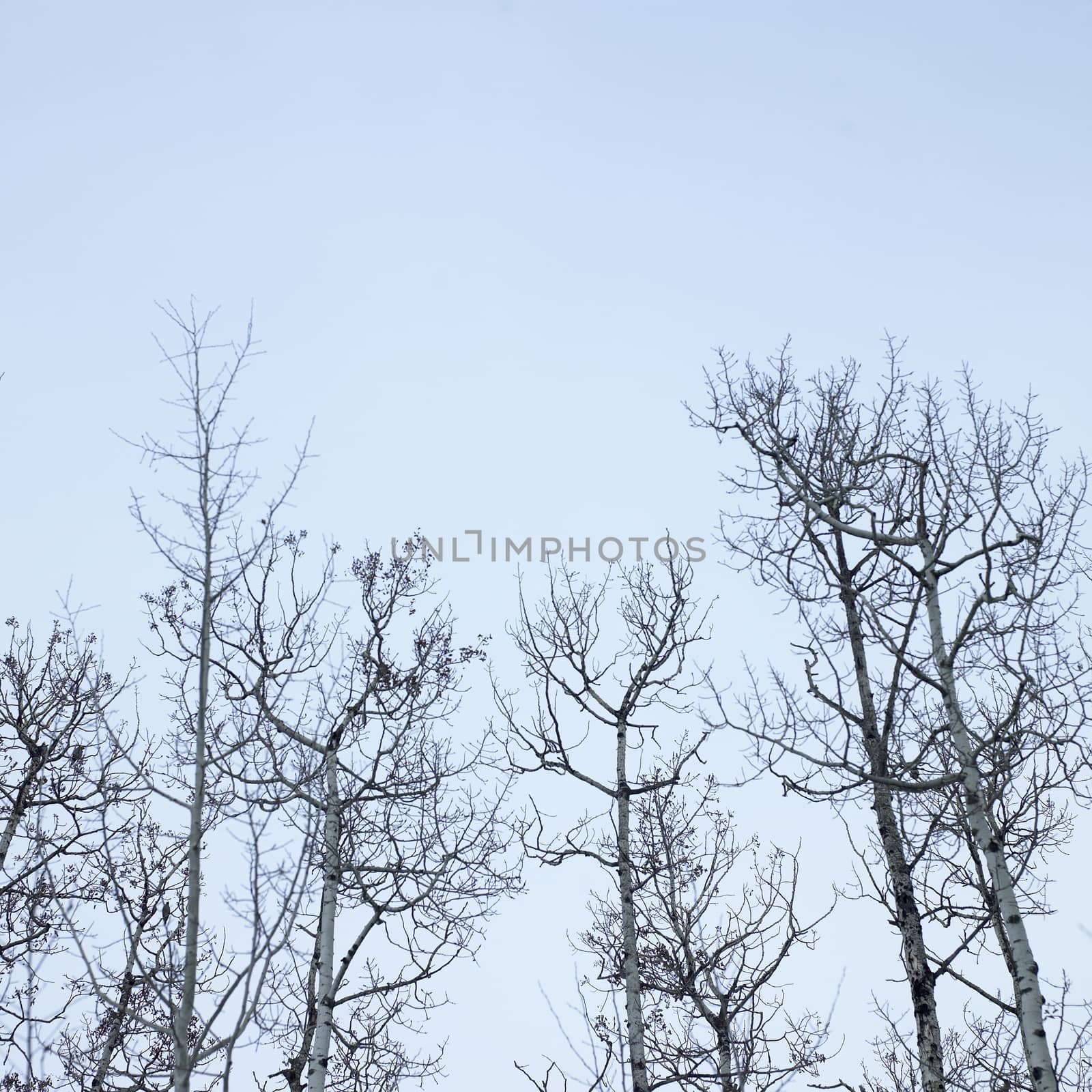 Bare trunks and branches of a leafless birch trees against a misty blue sky