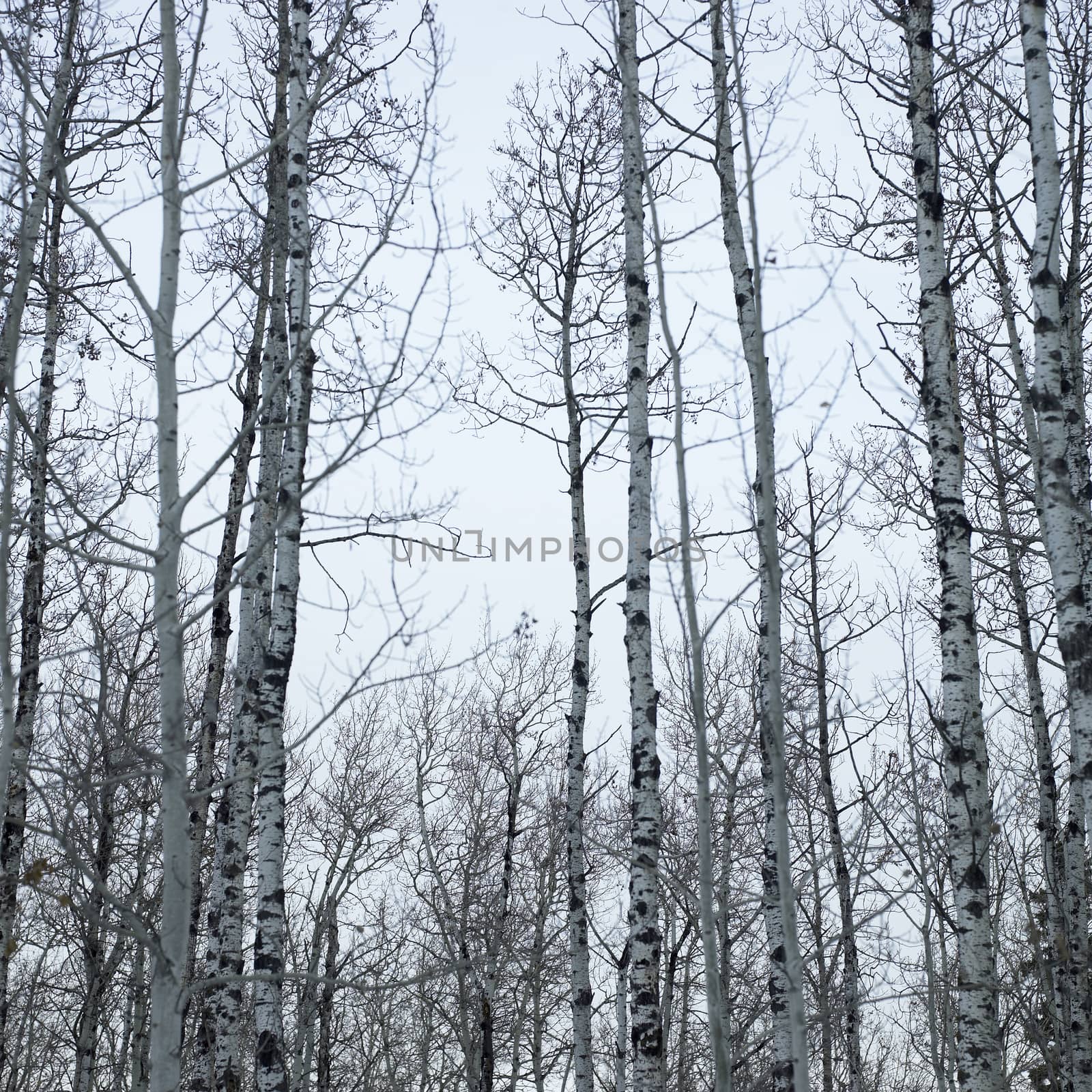Bare trunks and branches of a leafless birch trees against a misty blue sky