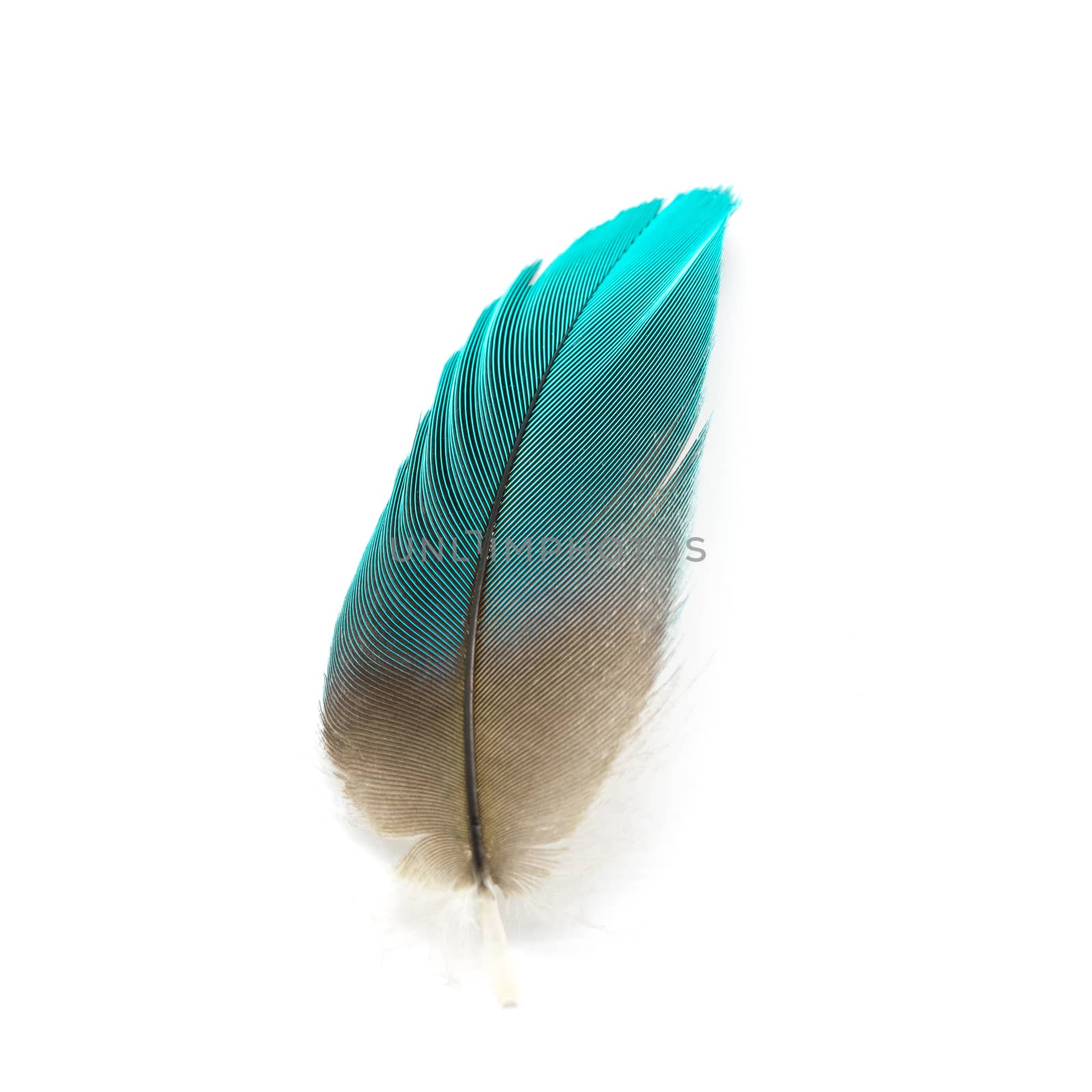 Colorful bird feather isolated on white background