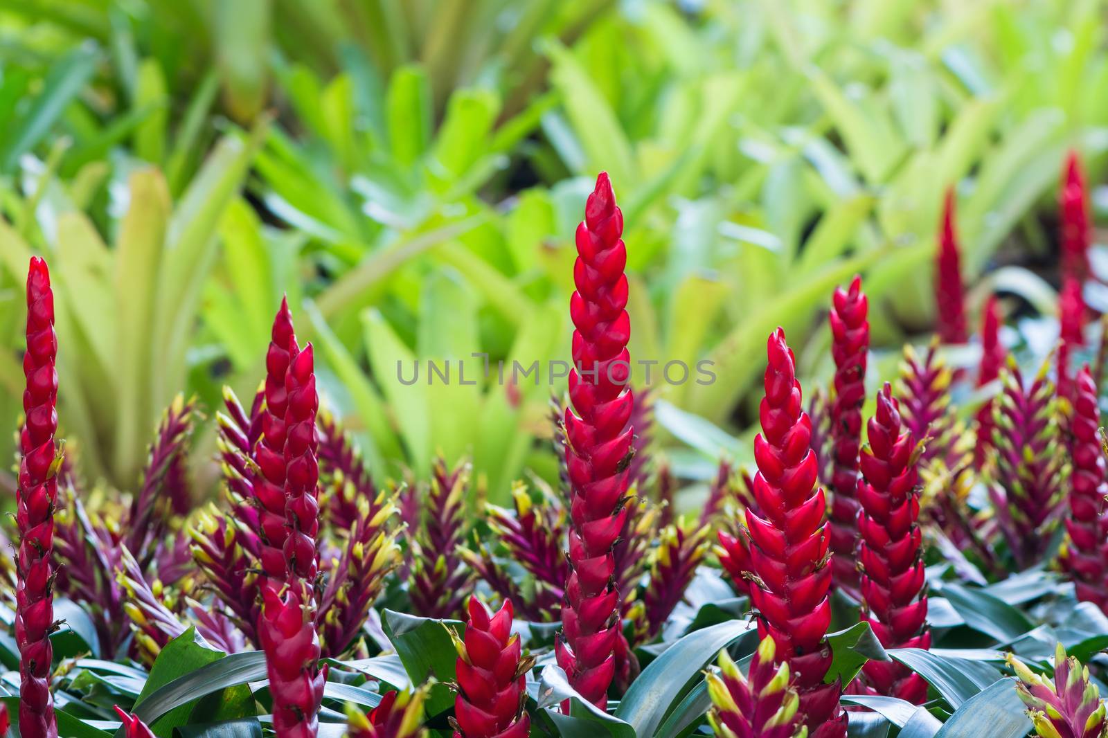 Beautiful red bromeliad pot plant, in field plantation