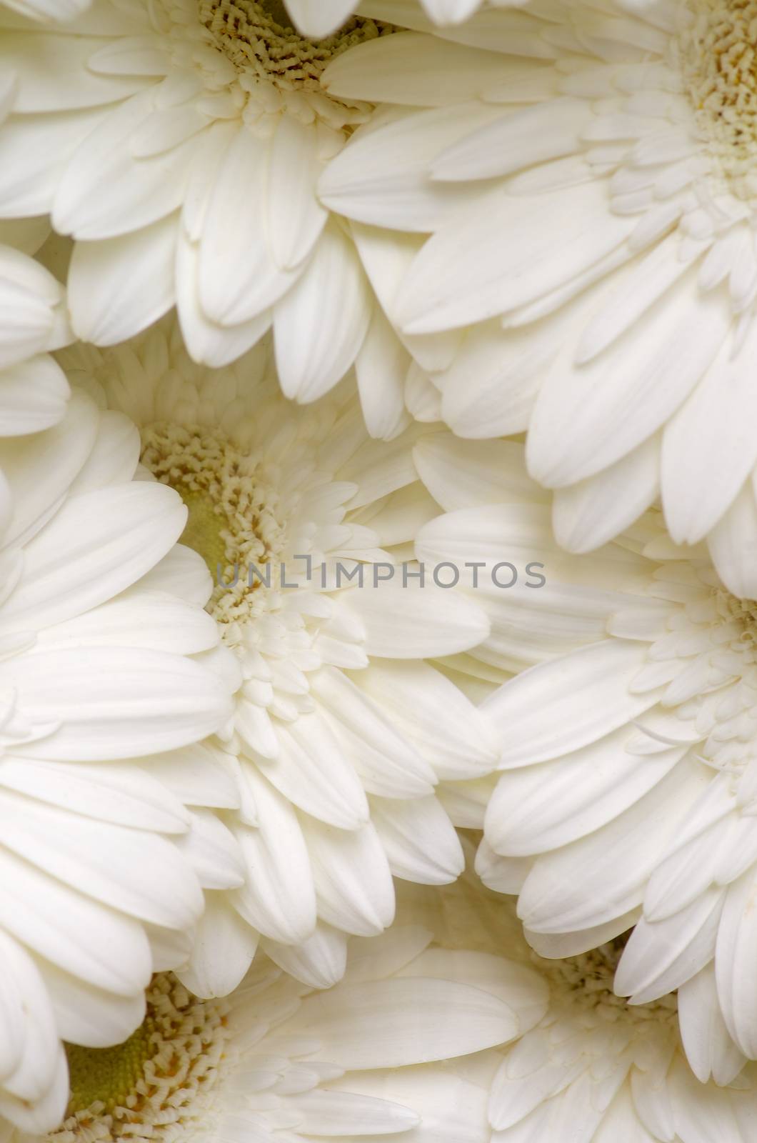 Background of Beauty Pastels White Gerbera Petals closeup