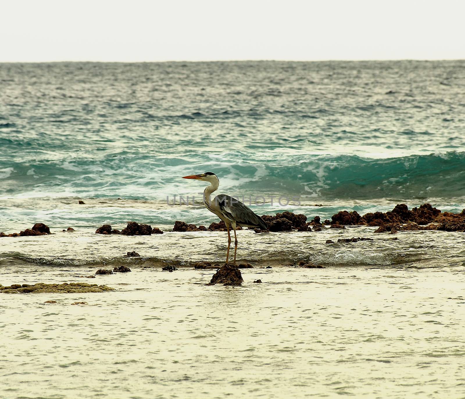 Ardea cinerea - Grey Heron Standing on Reef Stone on Ocean Waves background Outdoors