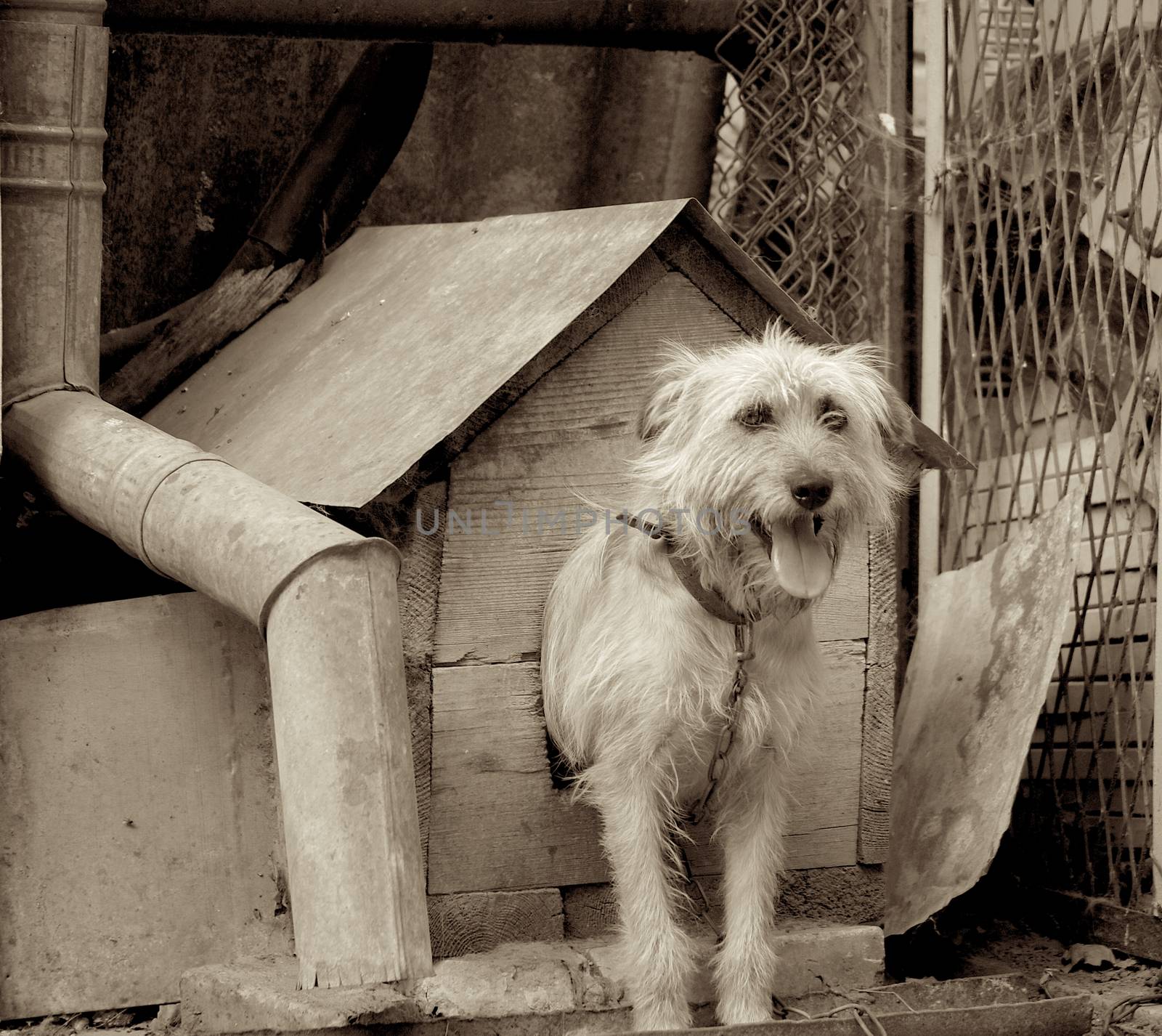 Pretty Shaggy Dog on Chain in Booth among Trash and Outbuildings Outdoors. Monochrome Toned