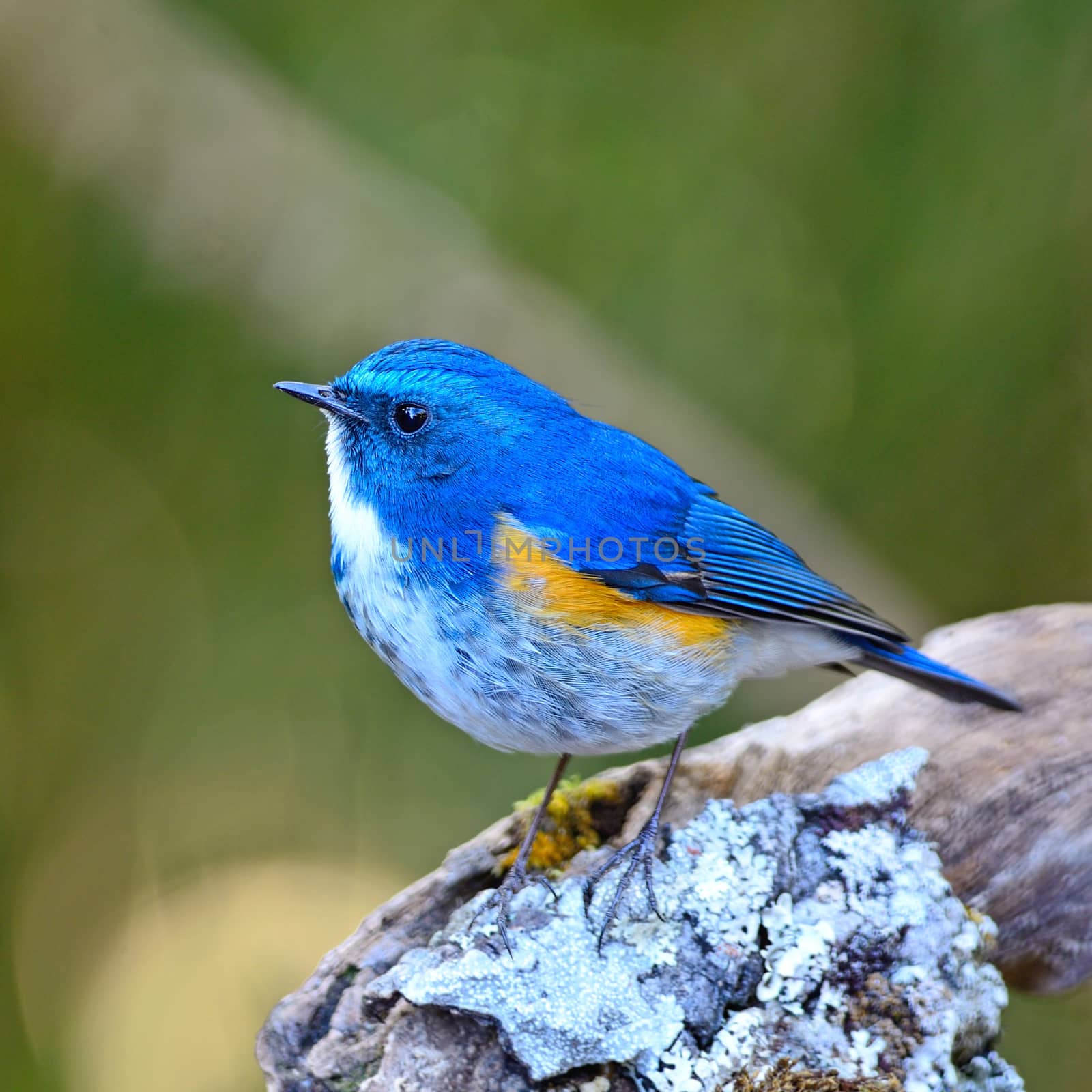 Beautiful blue bird, male Himalayan Bluetail (Tarsiger rufilatus), standing on the log