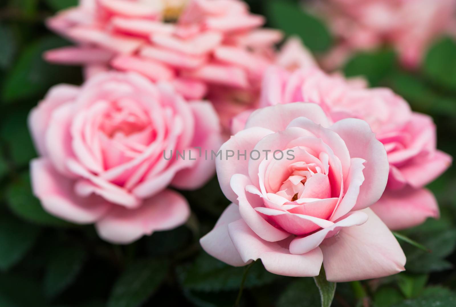 Beautiful pink rose, in field plantation production