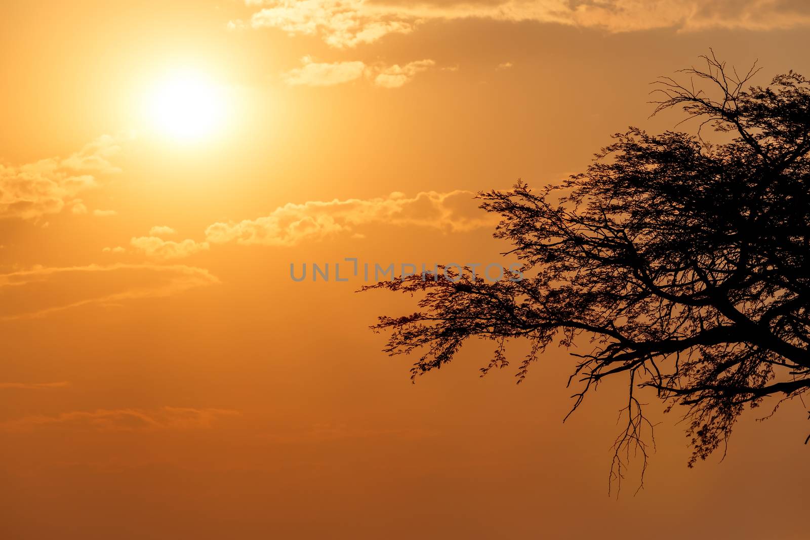 African sunset with tree in front, Hwange national park, Matabeleland, North Zimbabwe